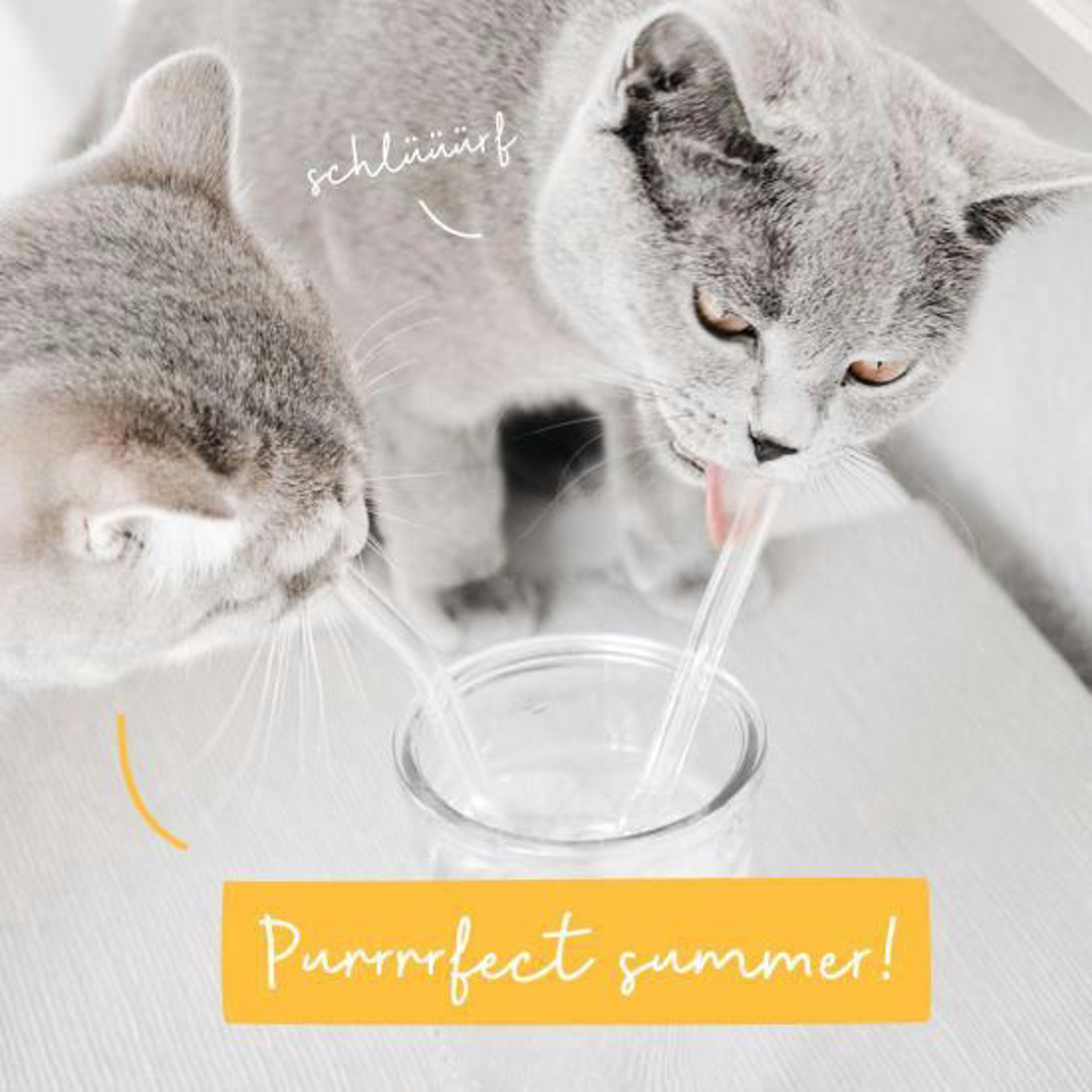 Sommer Mit Hund Und Katze Eiswuerfel Im Glas