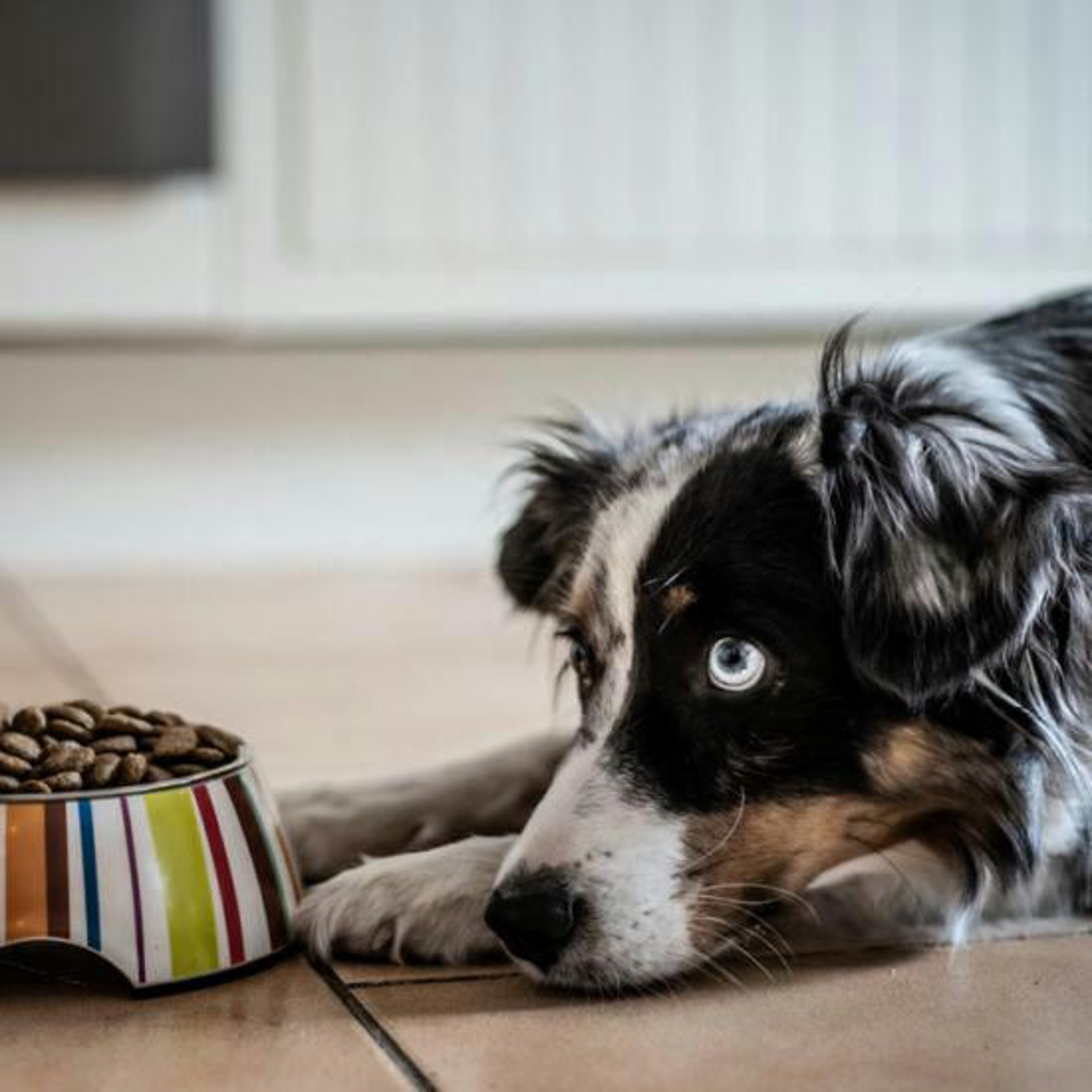 assets/1031-Barfen-Trockenfutter-Australian-Shepherd1.jpg