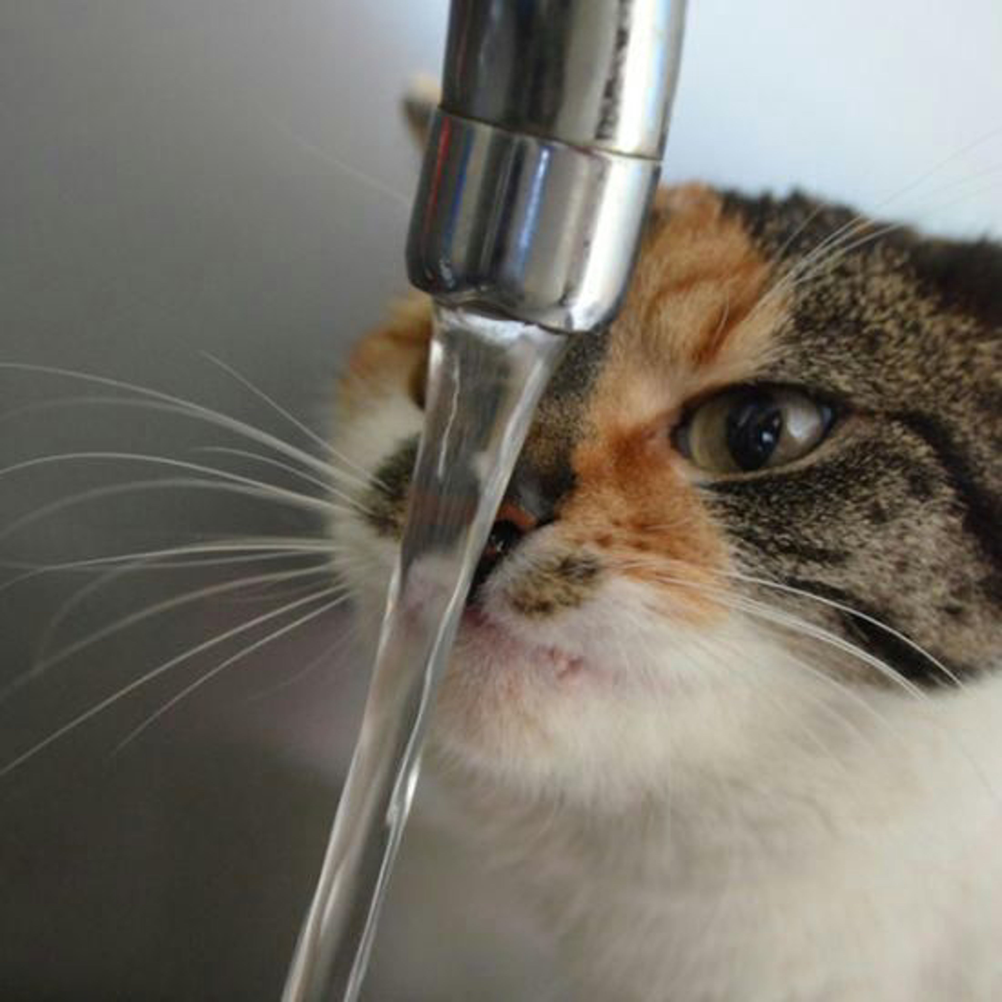 Katze Trinkt Aus Wasserhahn