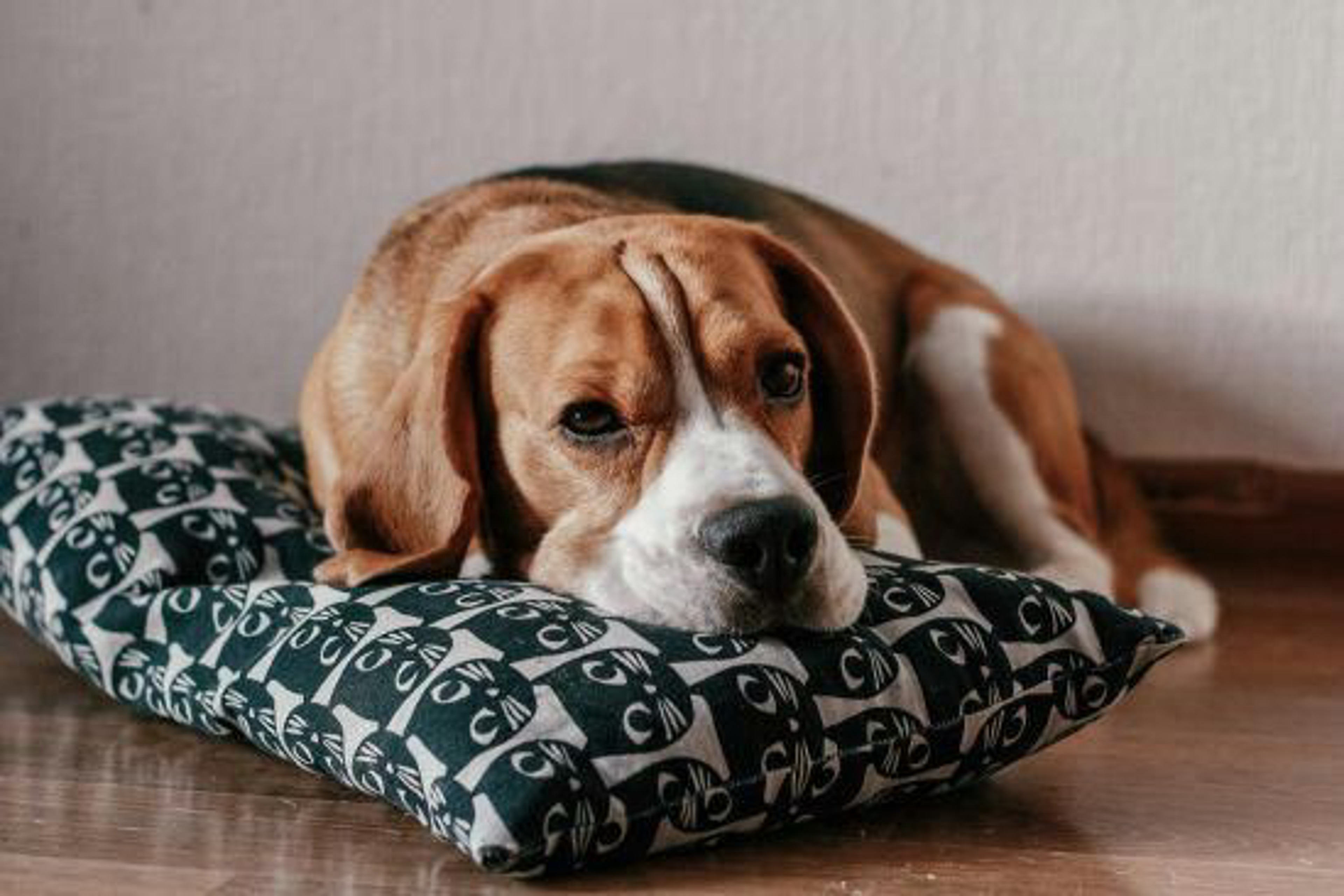 Hund Auf Decke