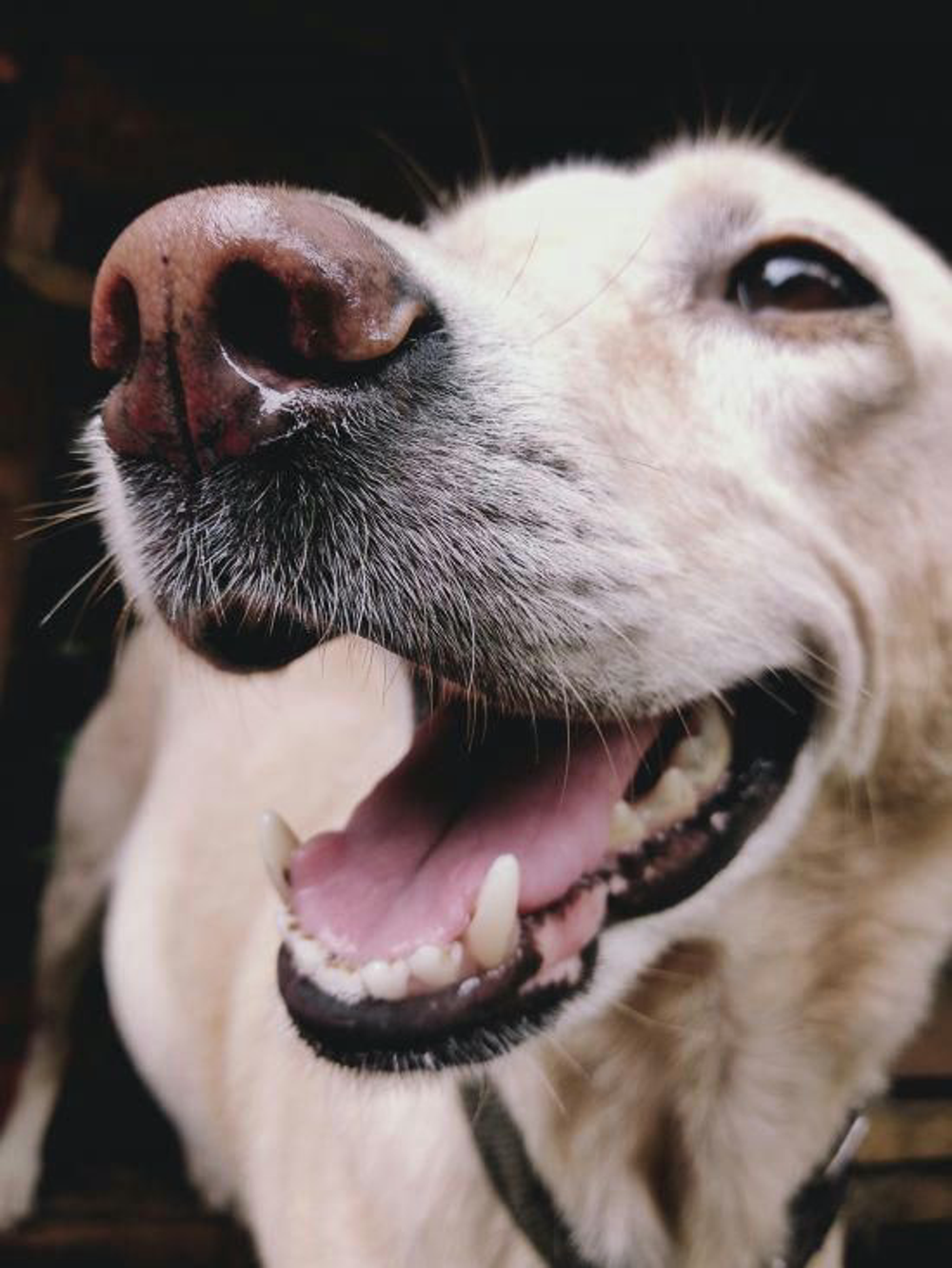 Hund Offener Mund