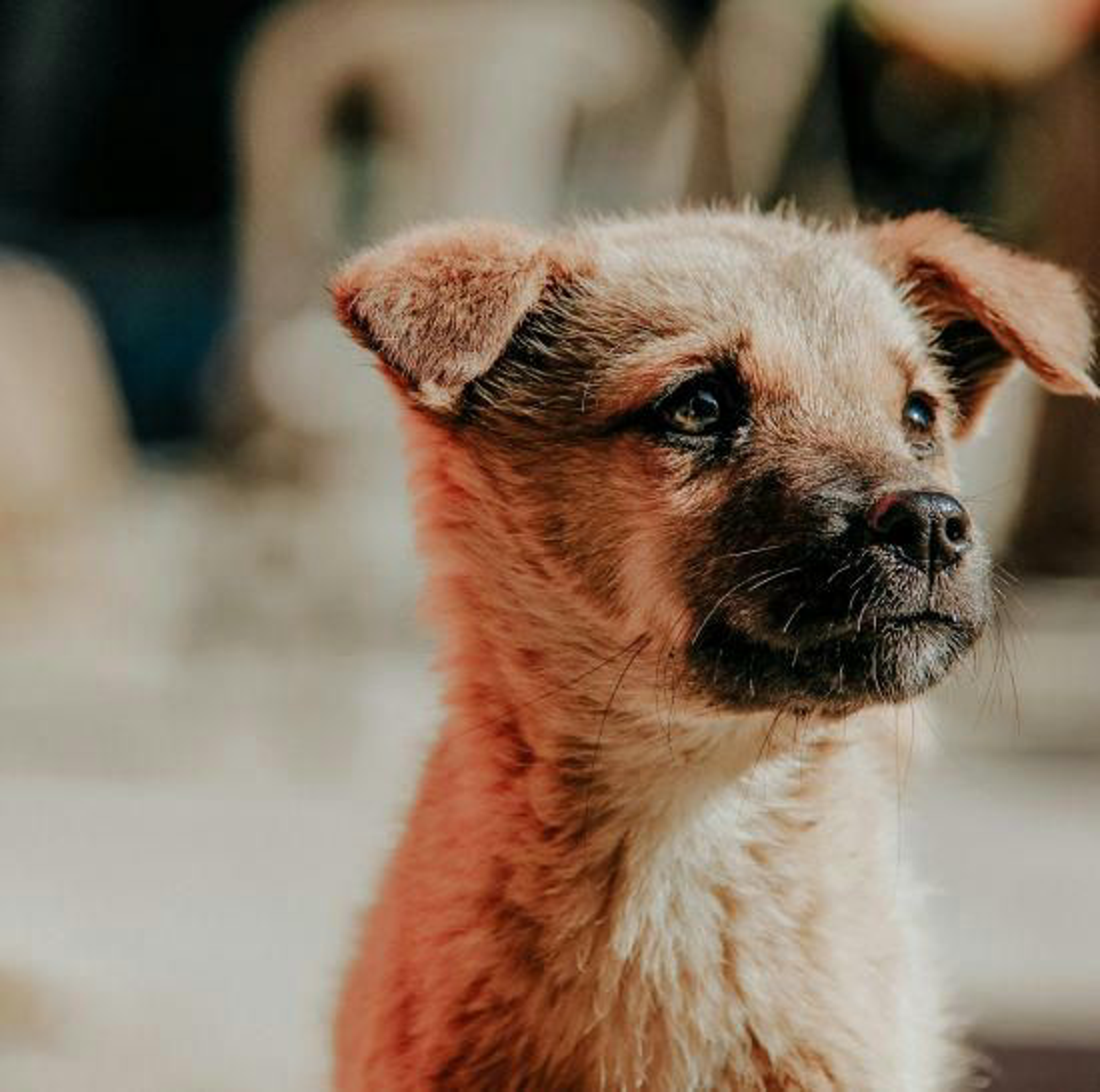 hundewelpe-sitzend-klein