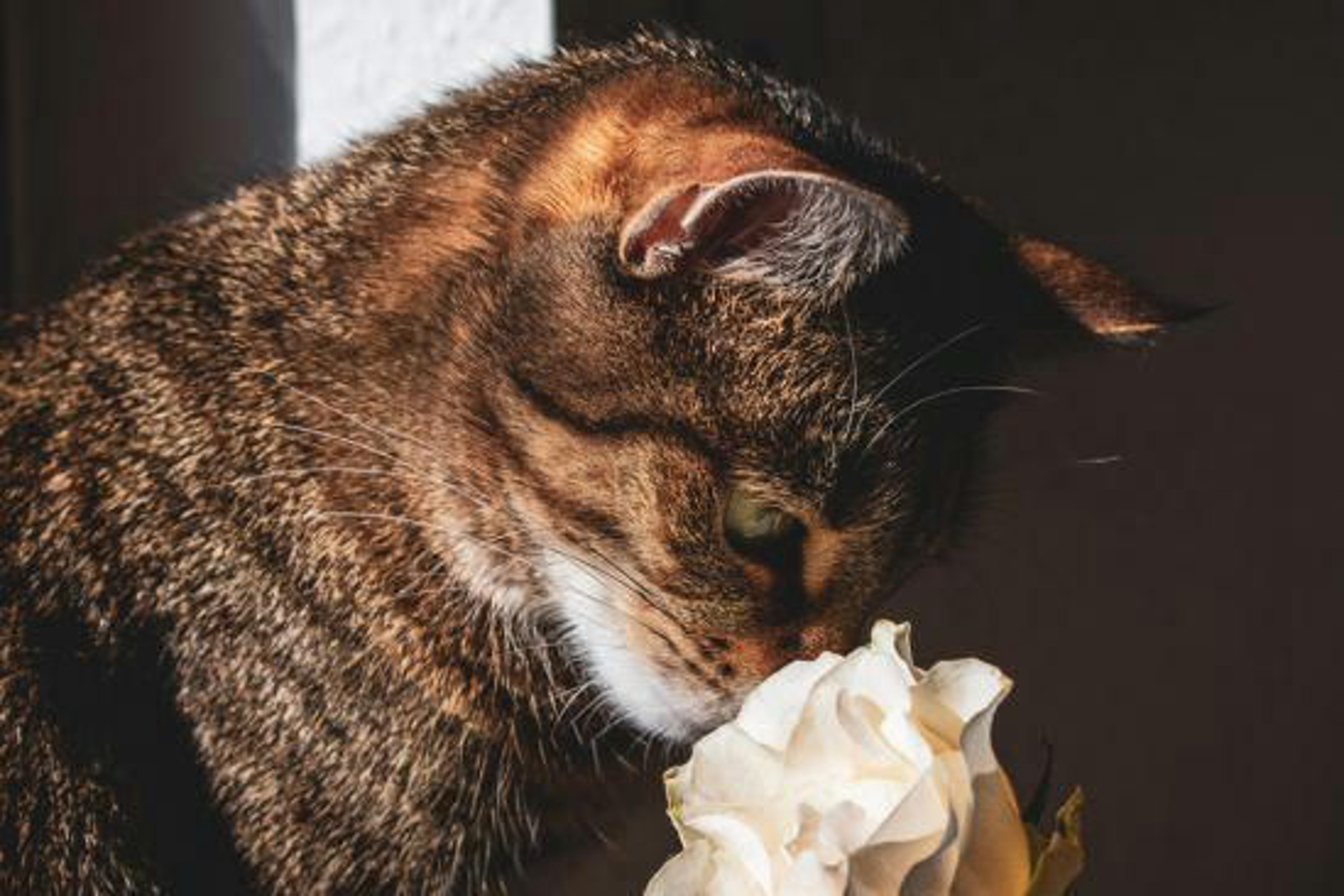 katze-frisst-rose