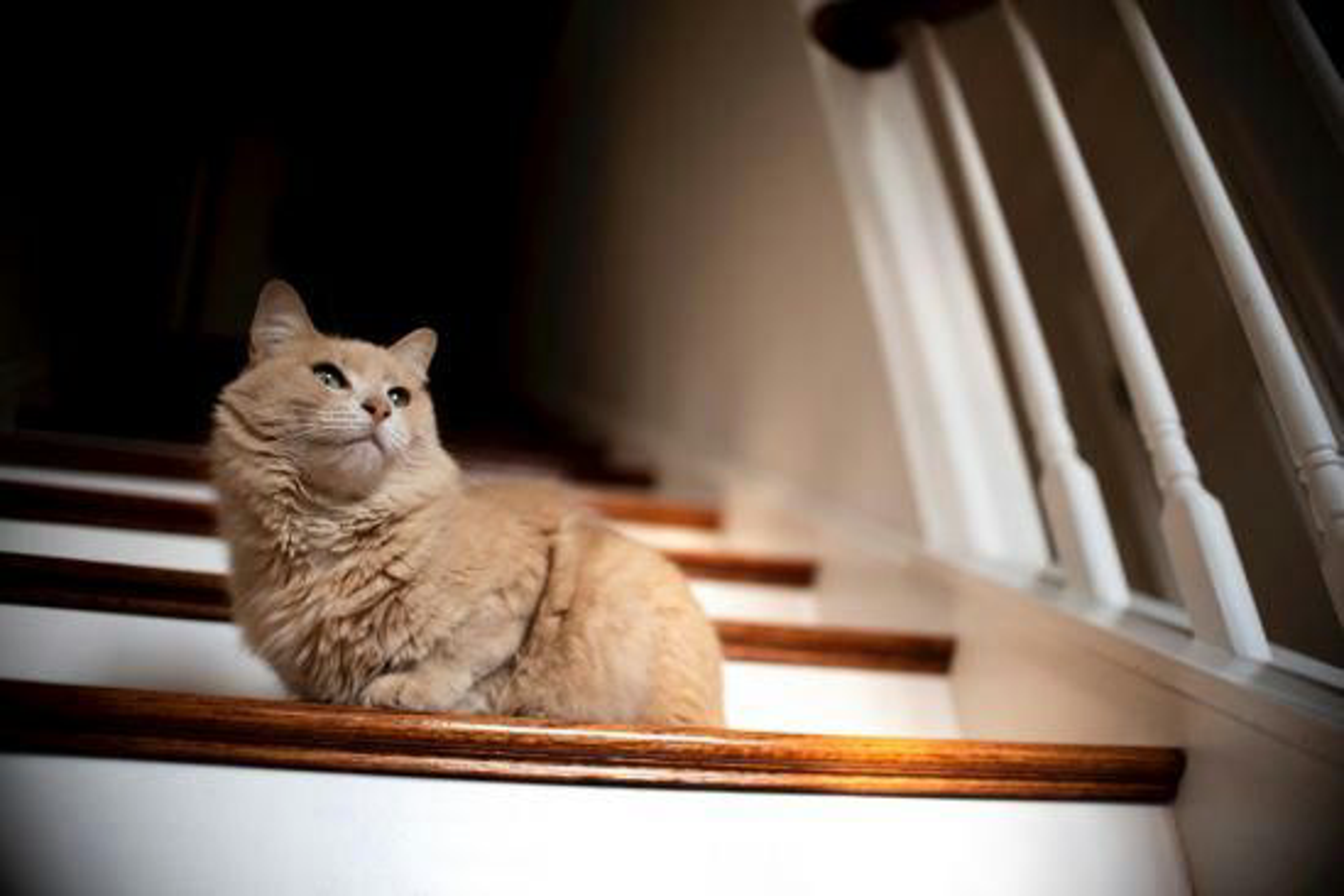 katze-indoor-treppe