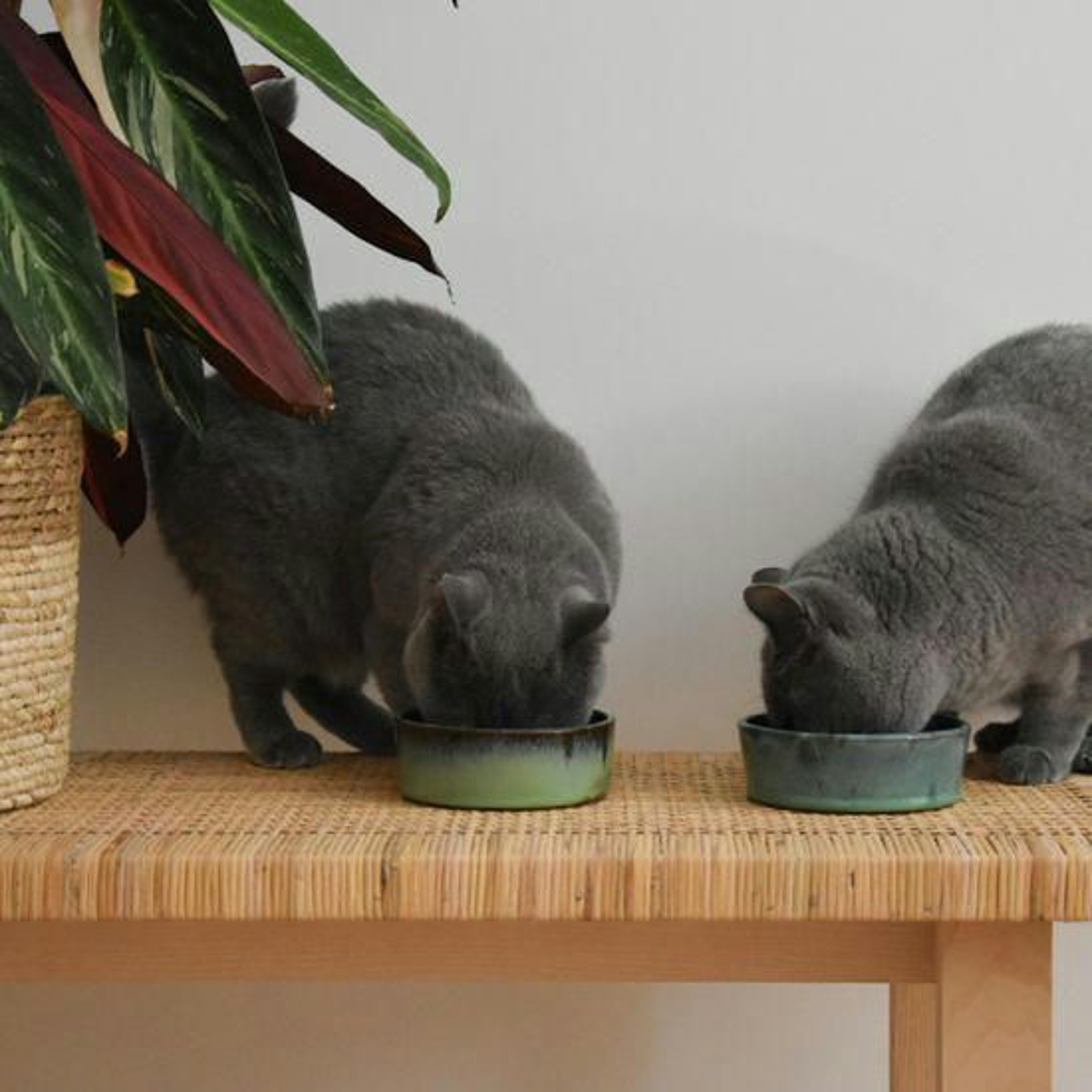 Katzen Fressen