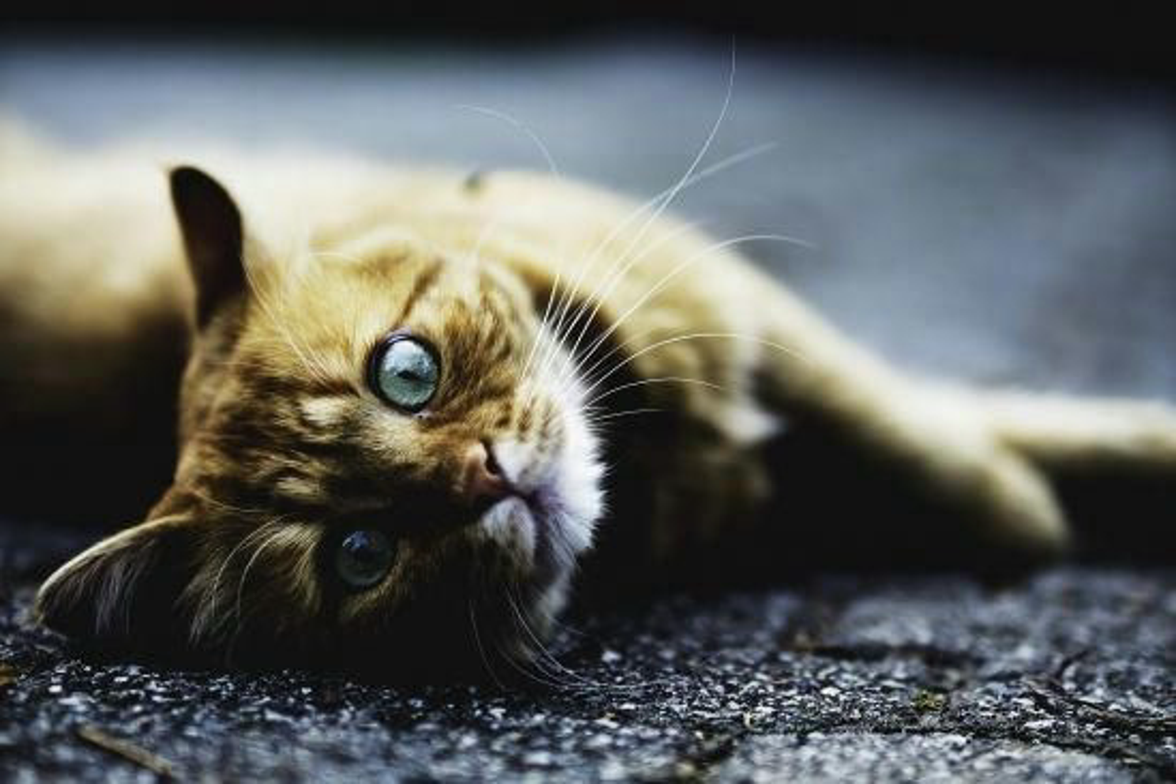 katze-im-freien
