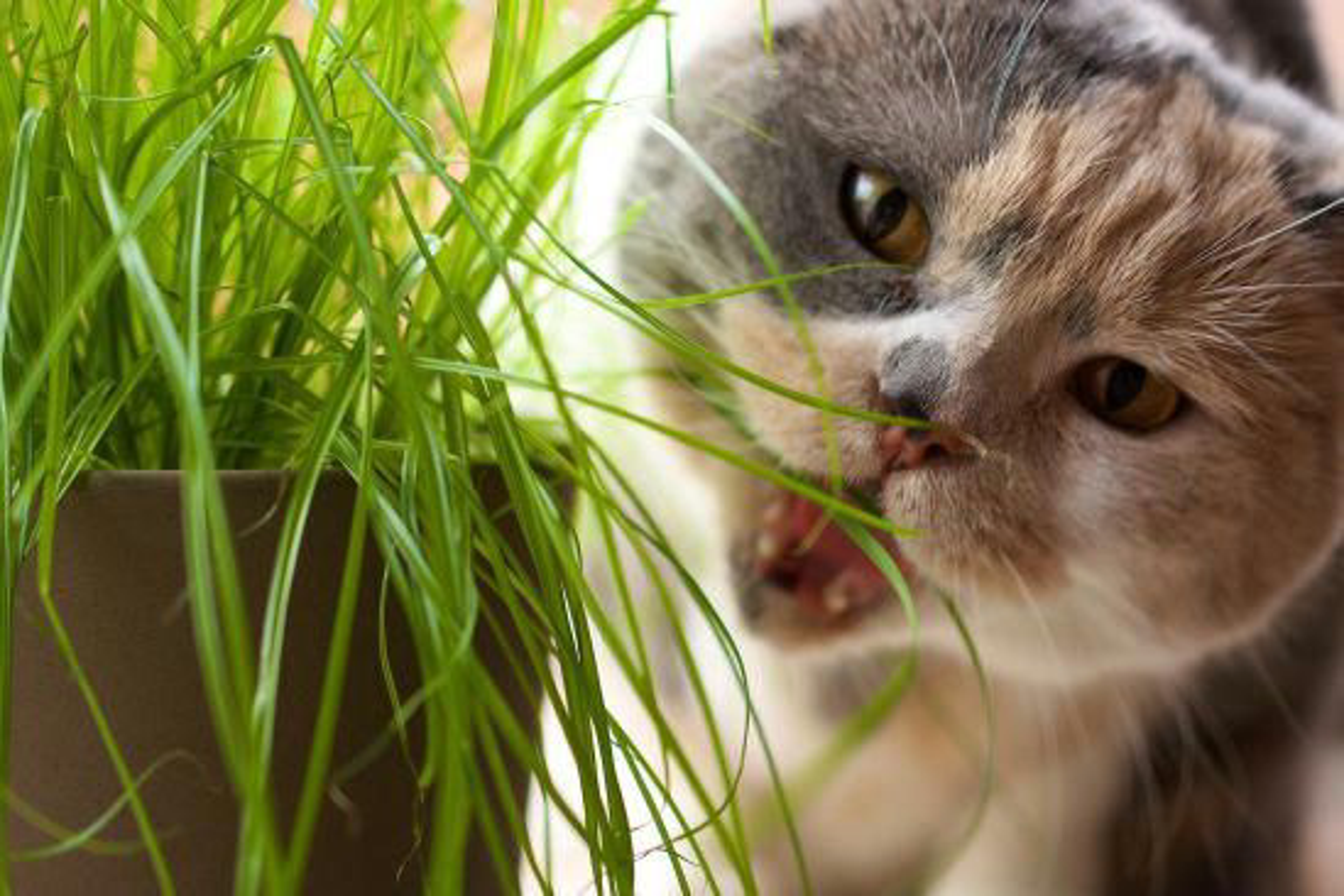 Katze Frisst Pflanze