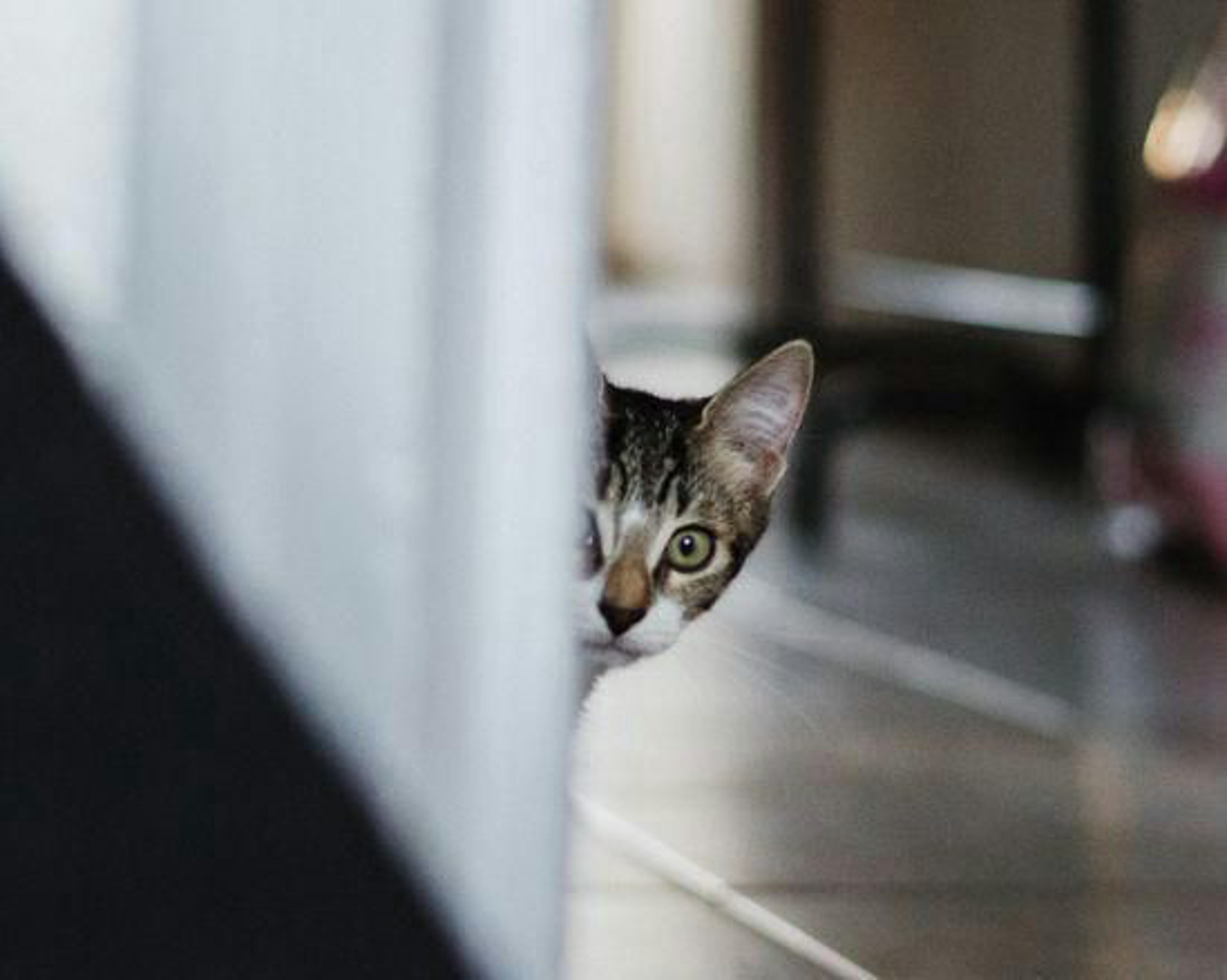 katze-aengstlich-versteckt-sich