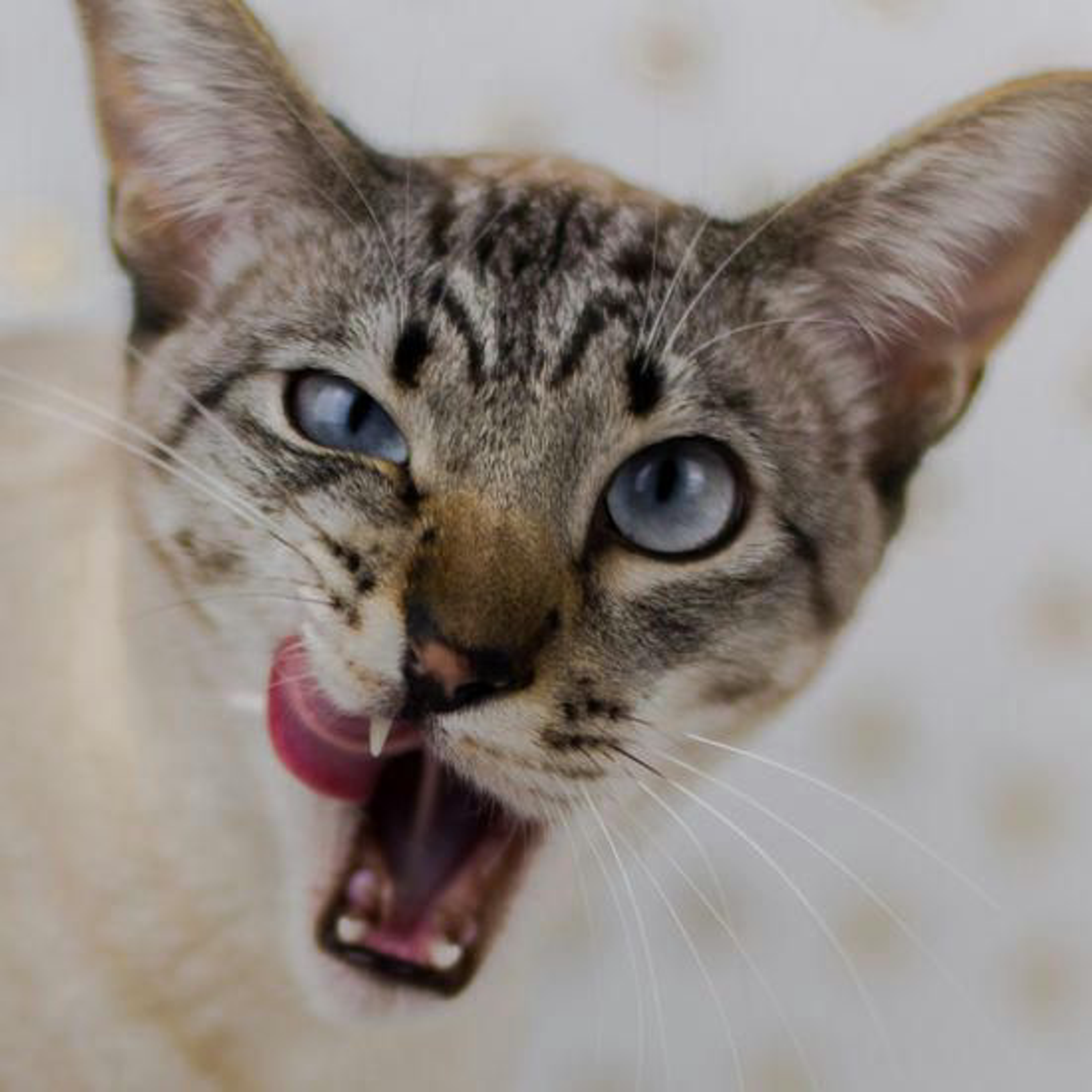 Bild 2 Katze Leckst Sich Das Schnaeuzchen