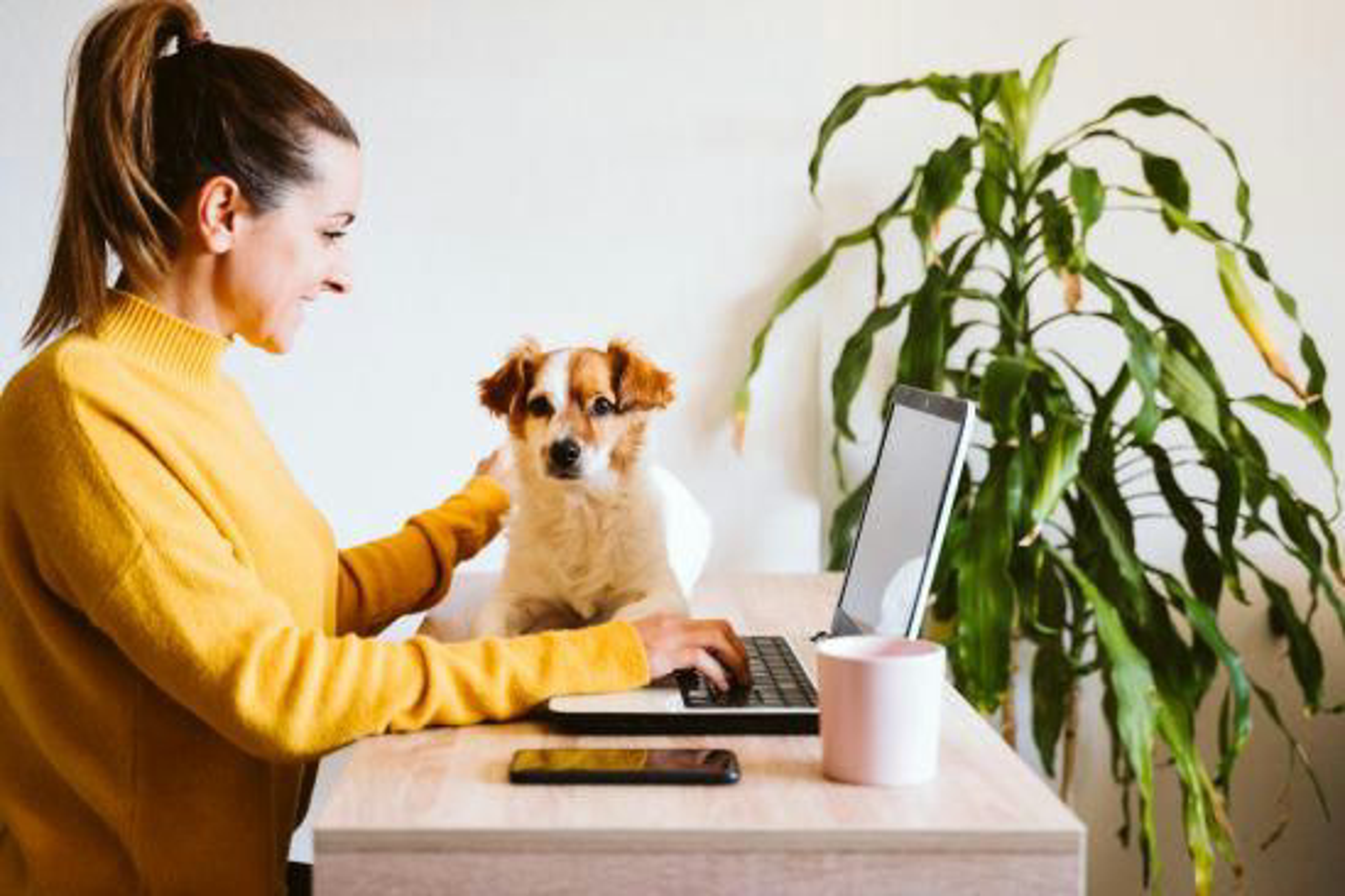 Homeoffice_mit_Hund_Bild1