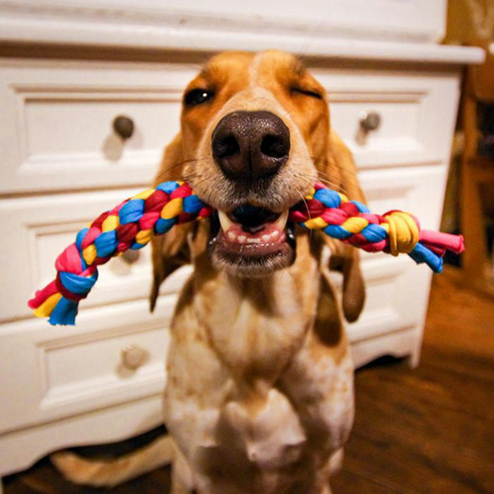 Diy Zerrtau Zergel Hund
