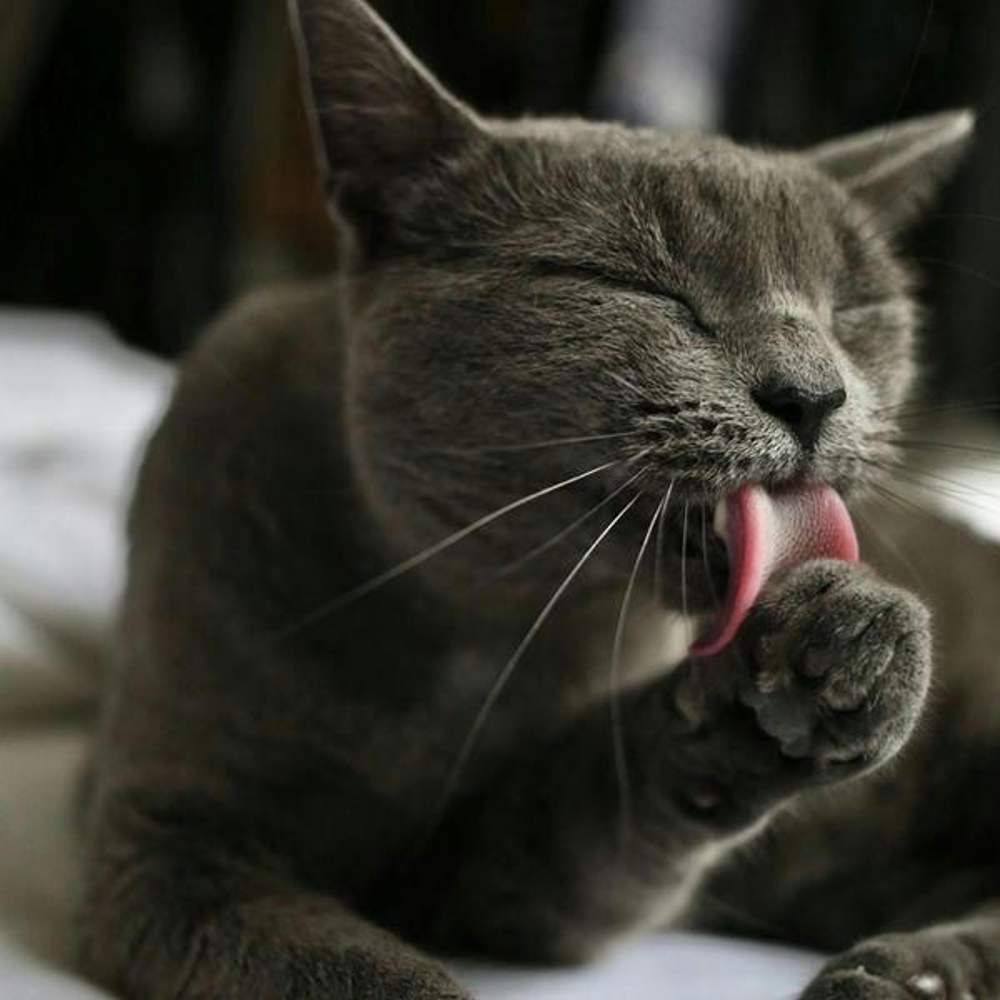 Katze Schleckt Sich Kachel