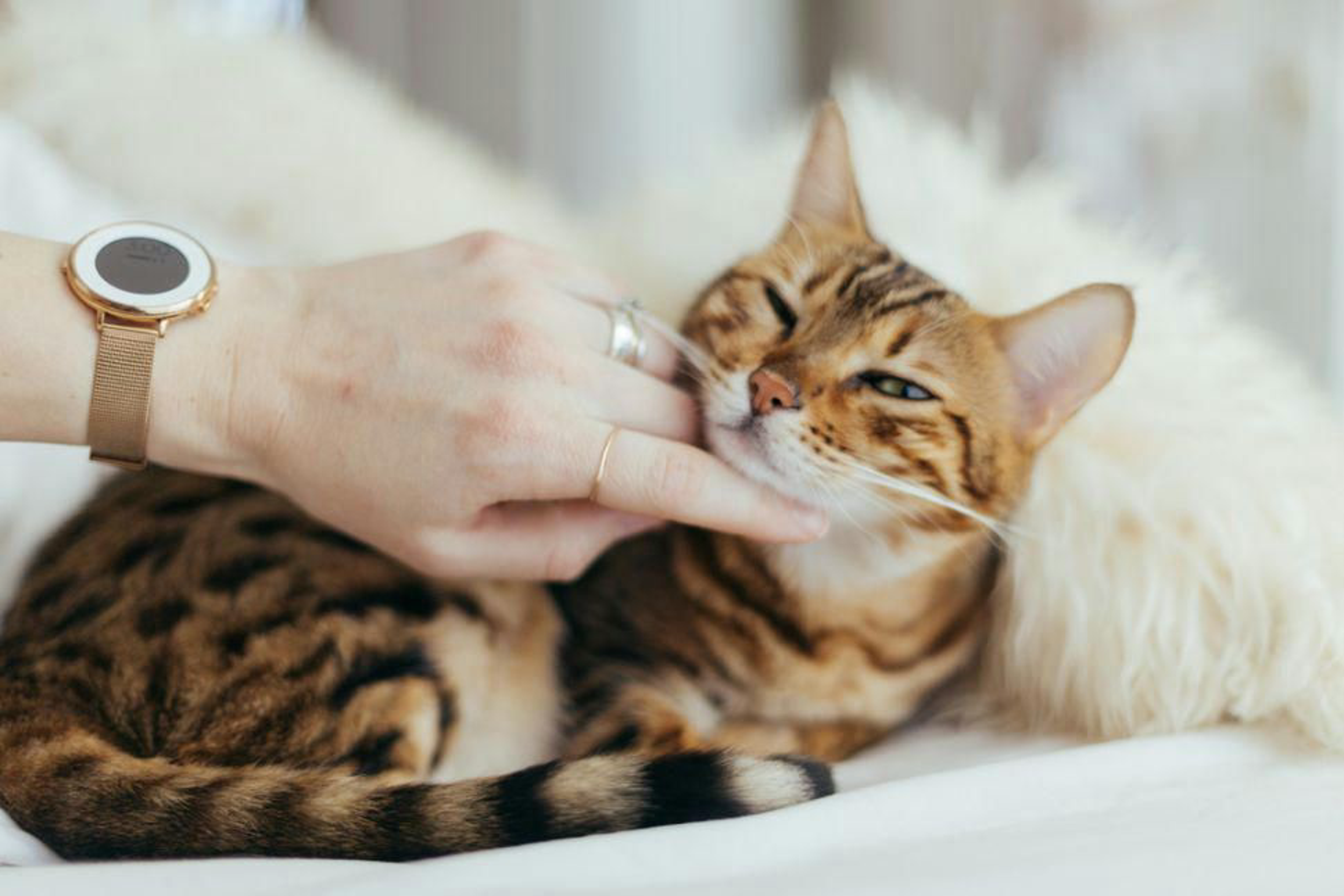 Getigerte Katze Wird Am Hals Gestreichelt