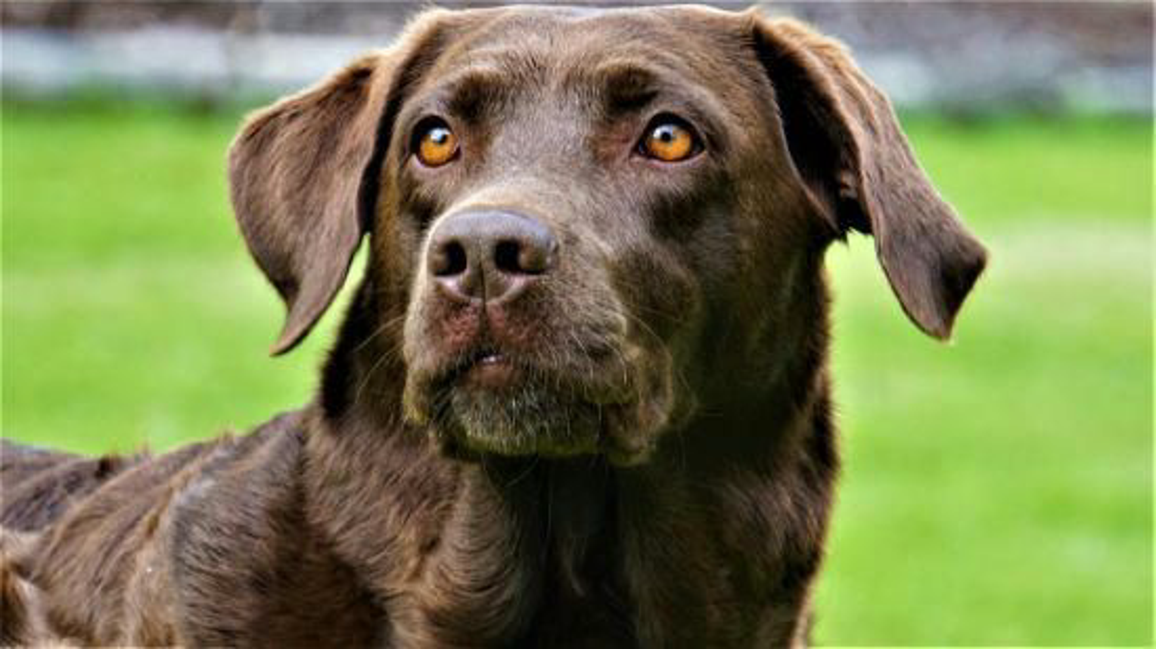 brauner-labrador