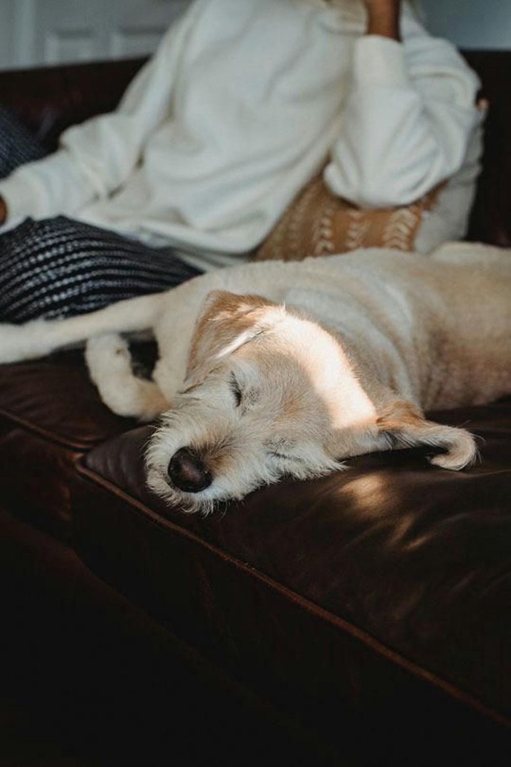 Zwergschnauzer Liegt Neben Frauchen Auf Dem Sofa Und Schlc3a4ft