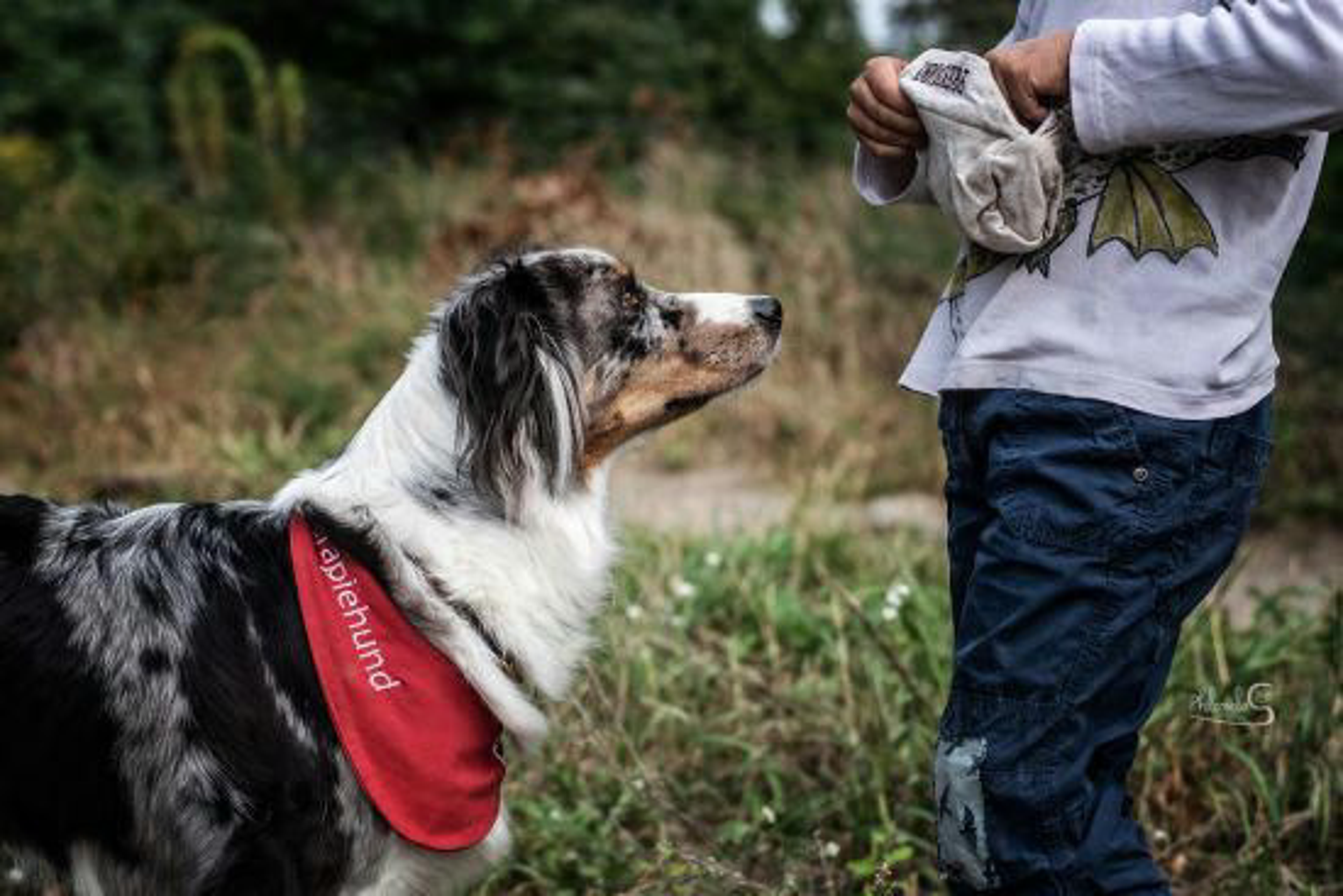 Therapiehund-Belohnung