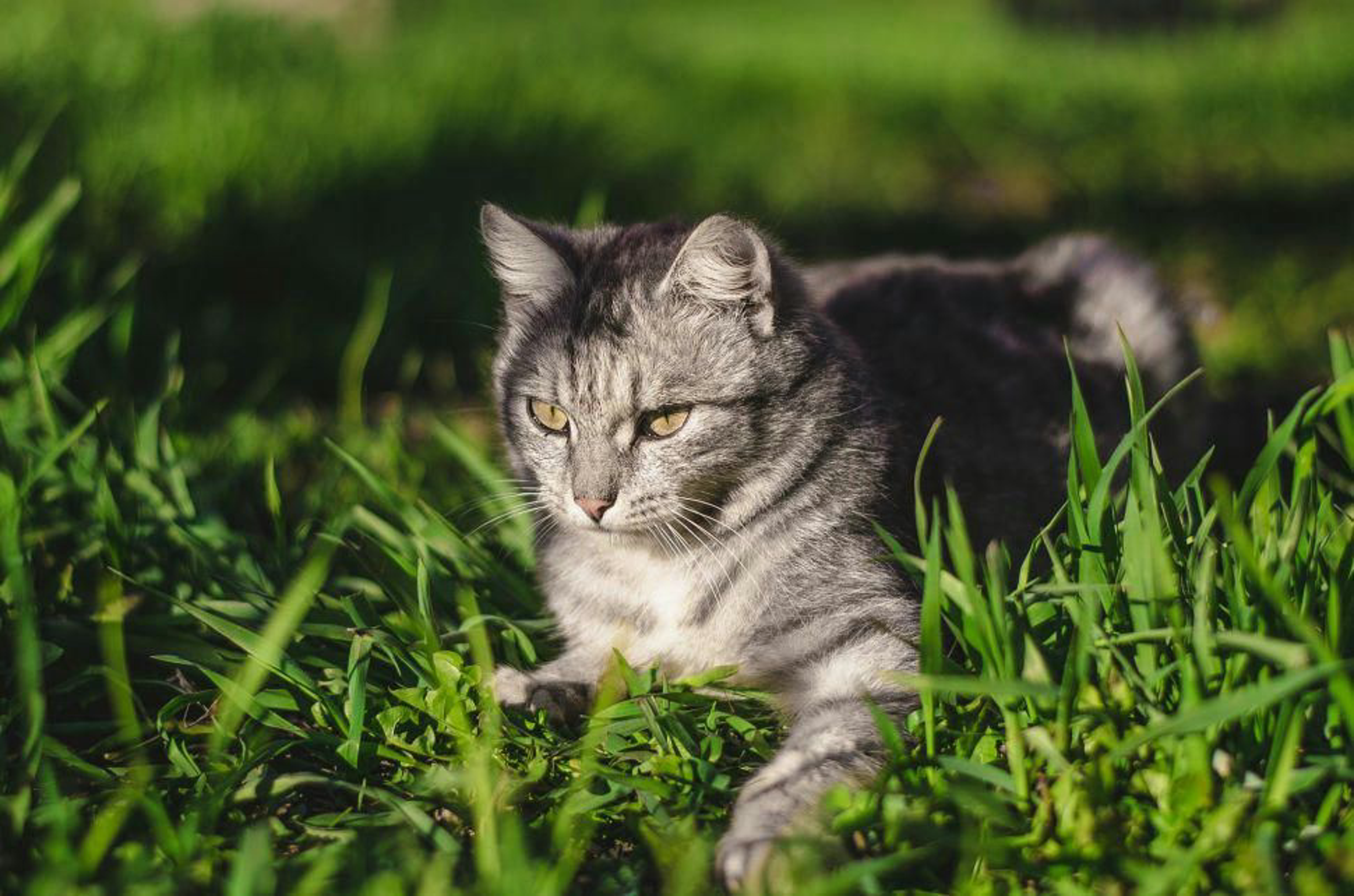 Alte Katze Im Gras