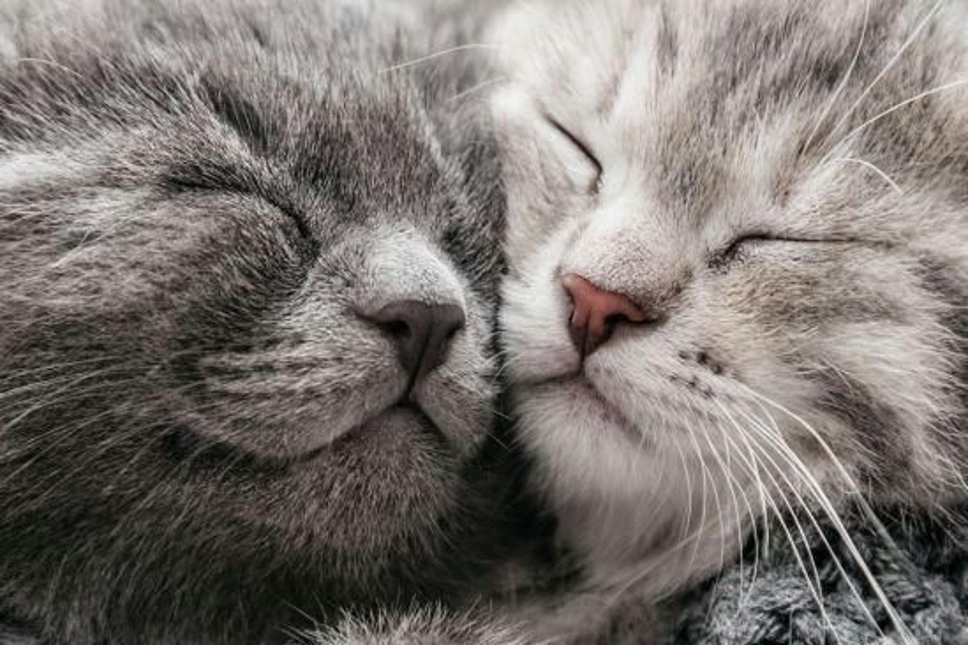 Zwei Graue Kitten Kuscheln