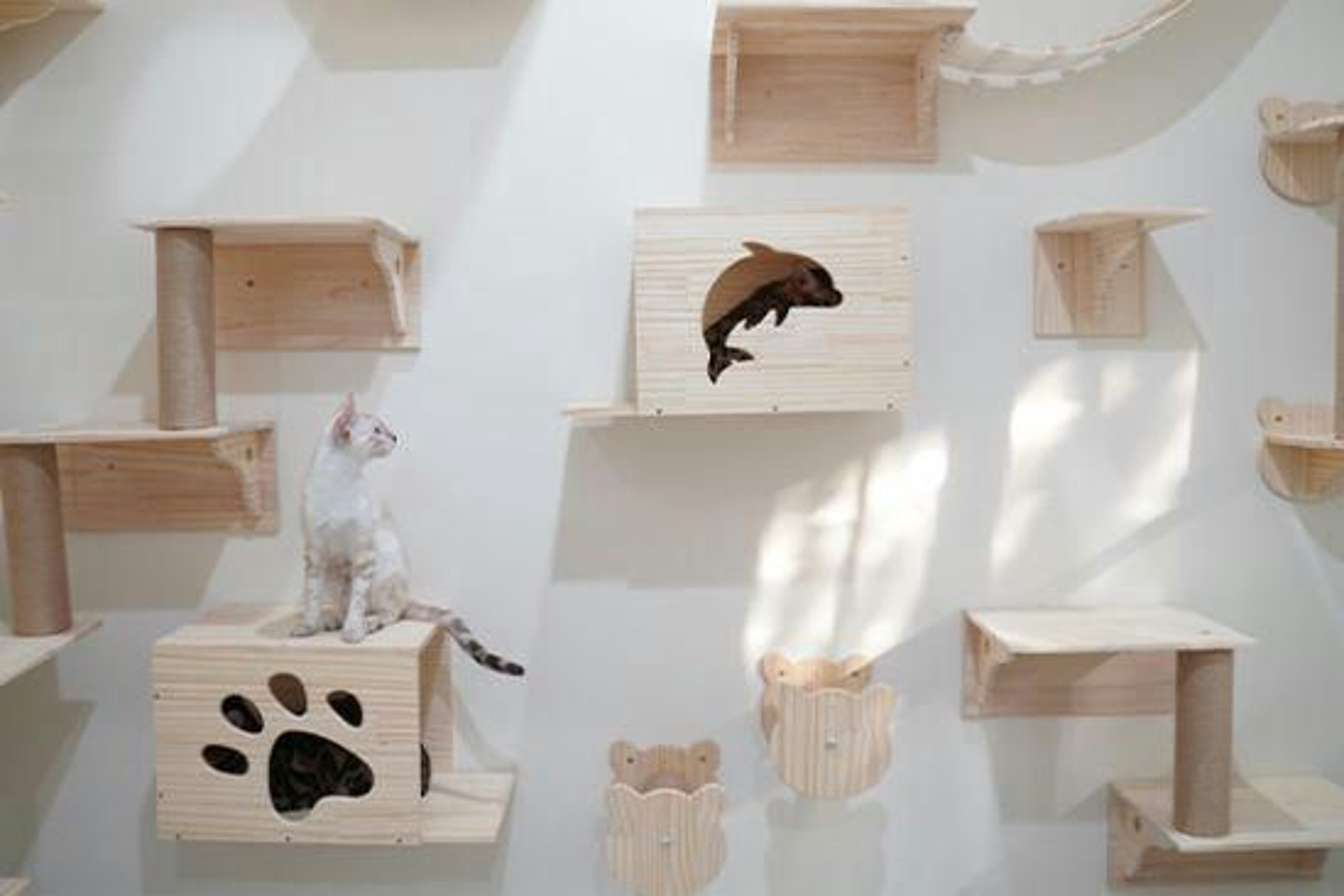 Kleine weiße Katze sitzt auf Kletterwand