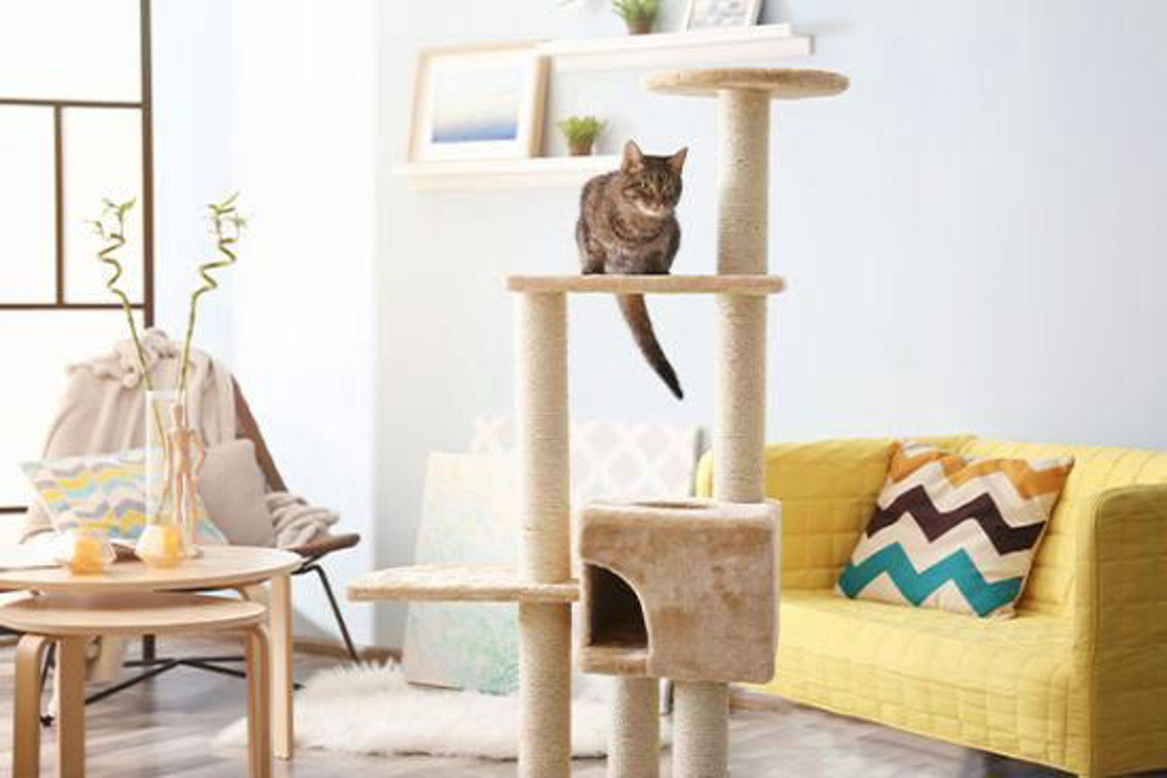 Getigerte Katze sitzt auf Kratzbaum