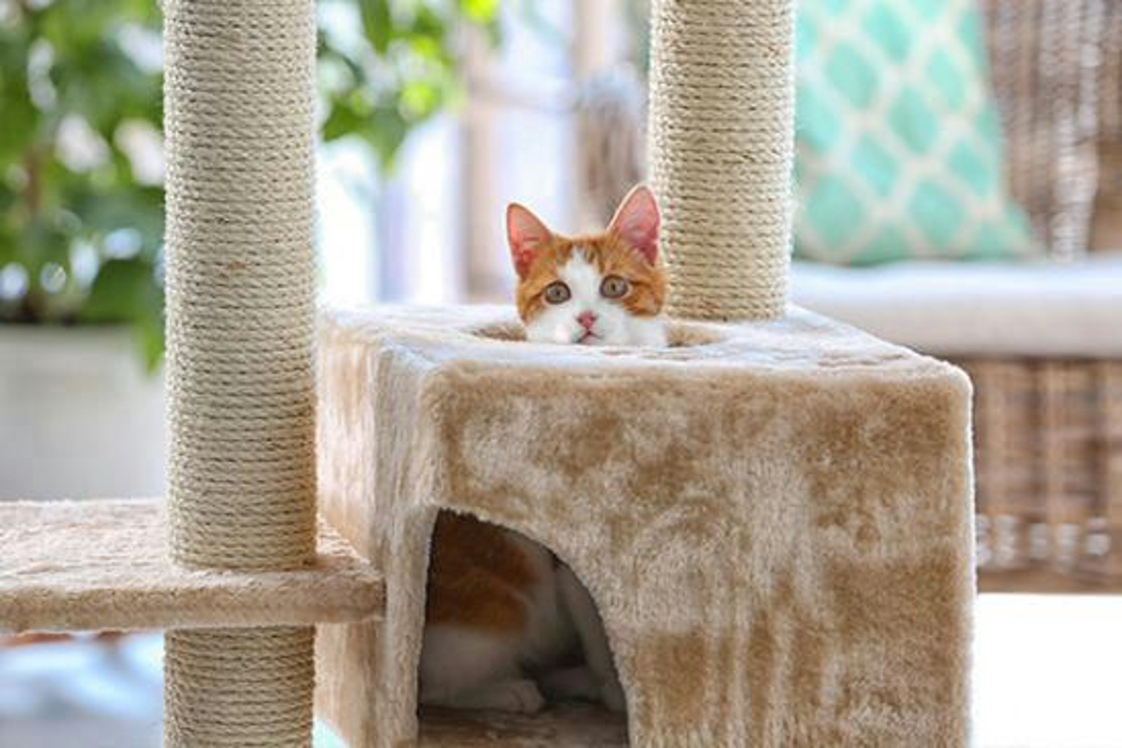 Katze streckt Kopf aus Kratzbaum-Höhle