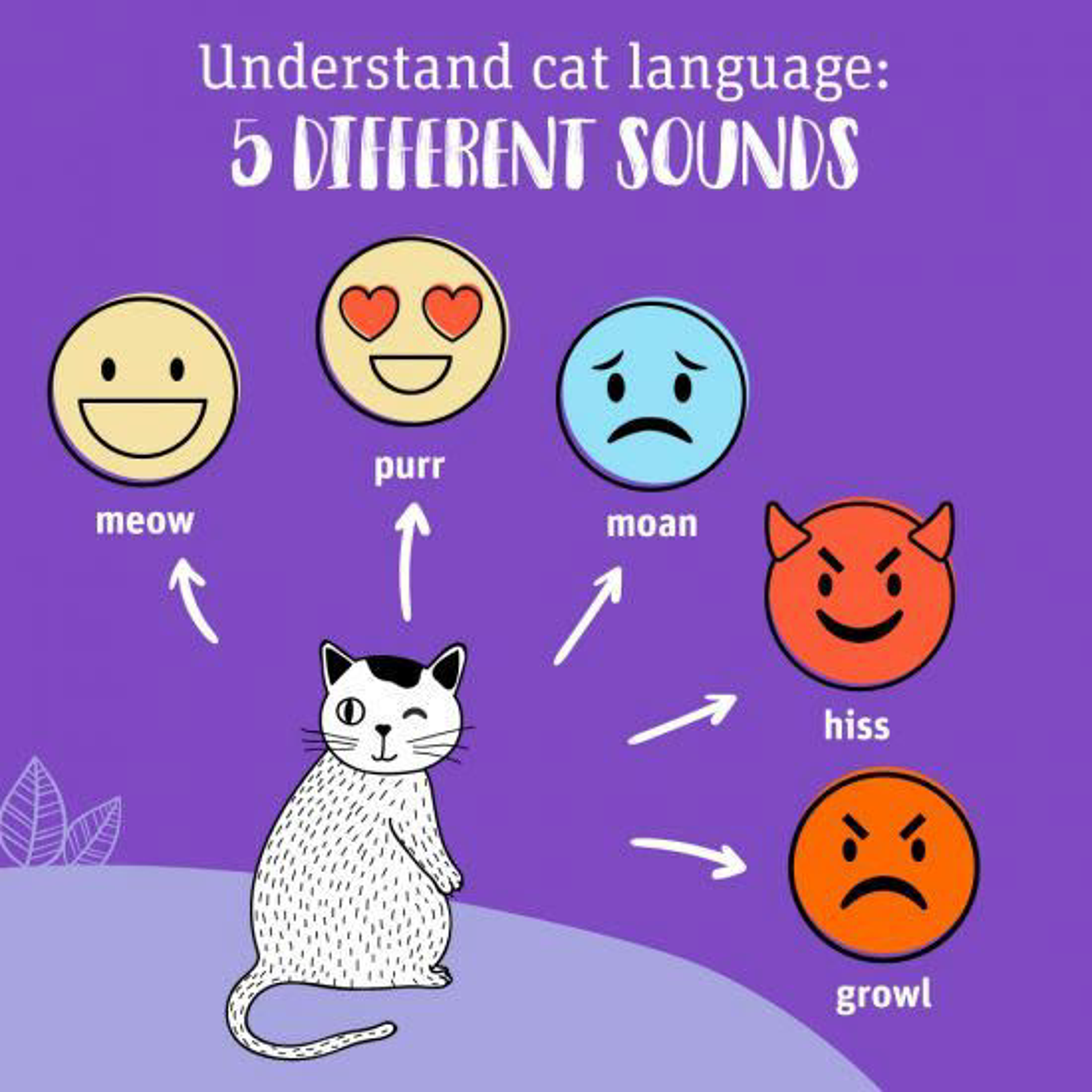understanding-cat-language