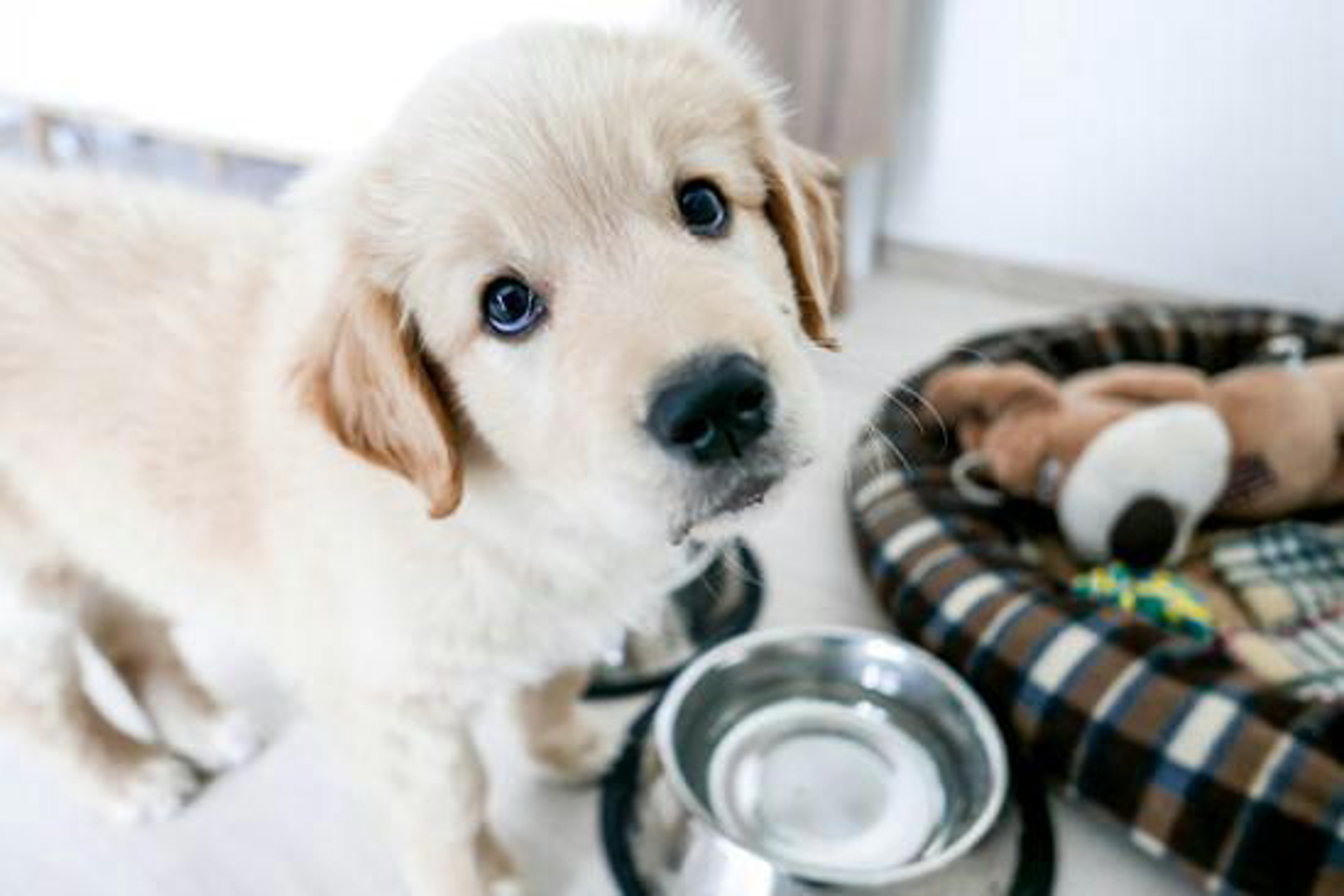 welpe-erstausstattung-napf