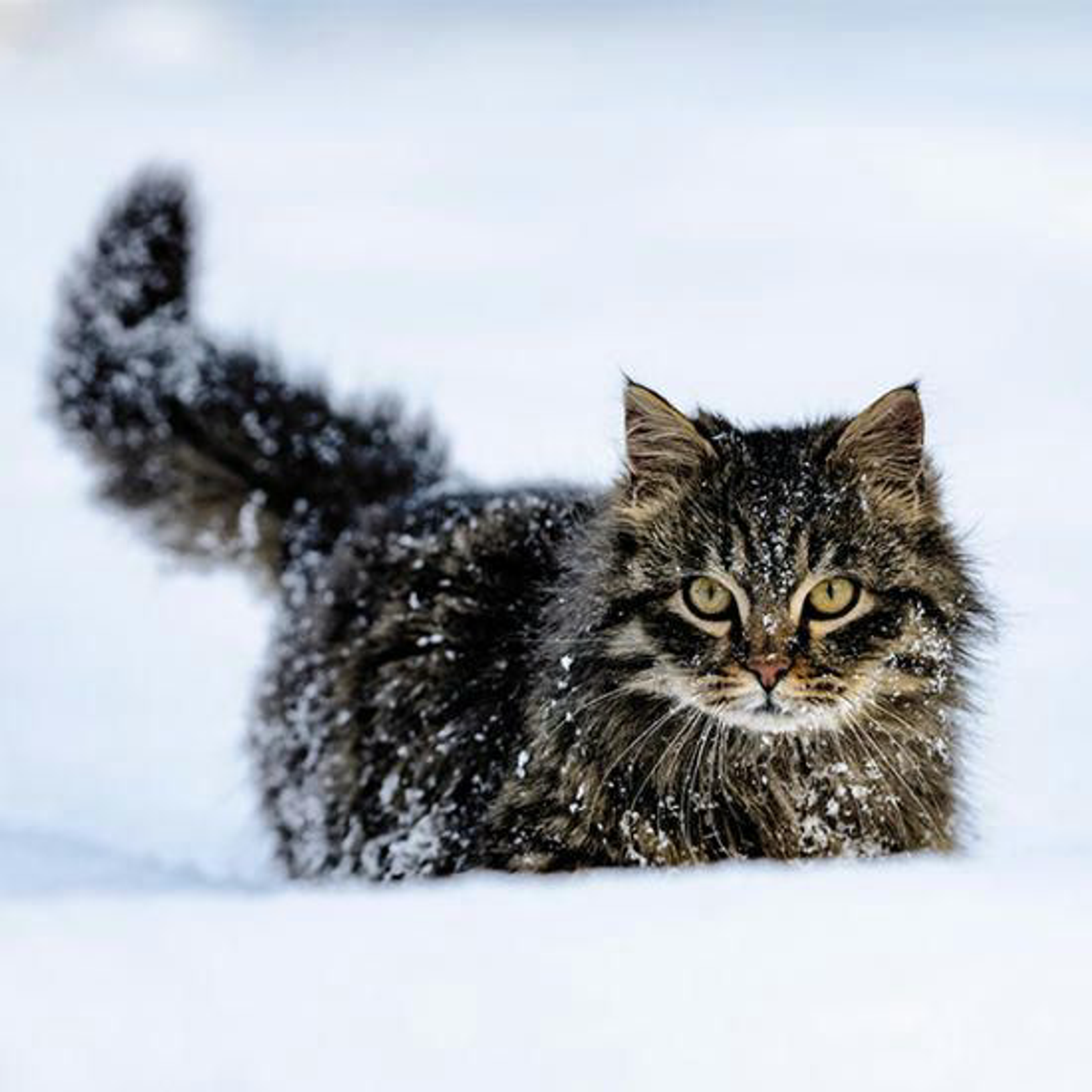 Katze Winter Shutterstock 1930989533 Vorschaubild 600x600