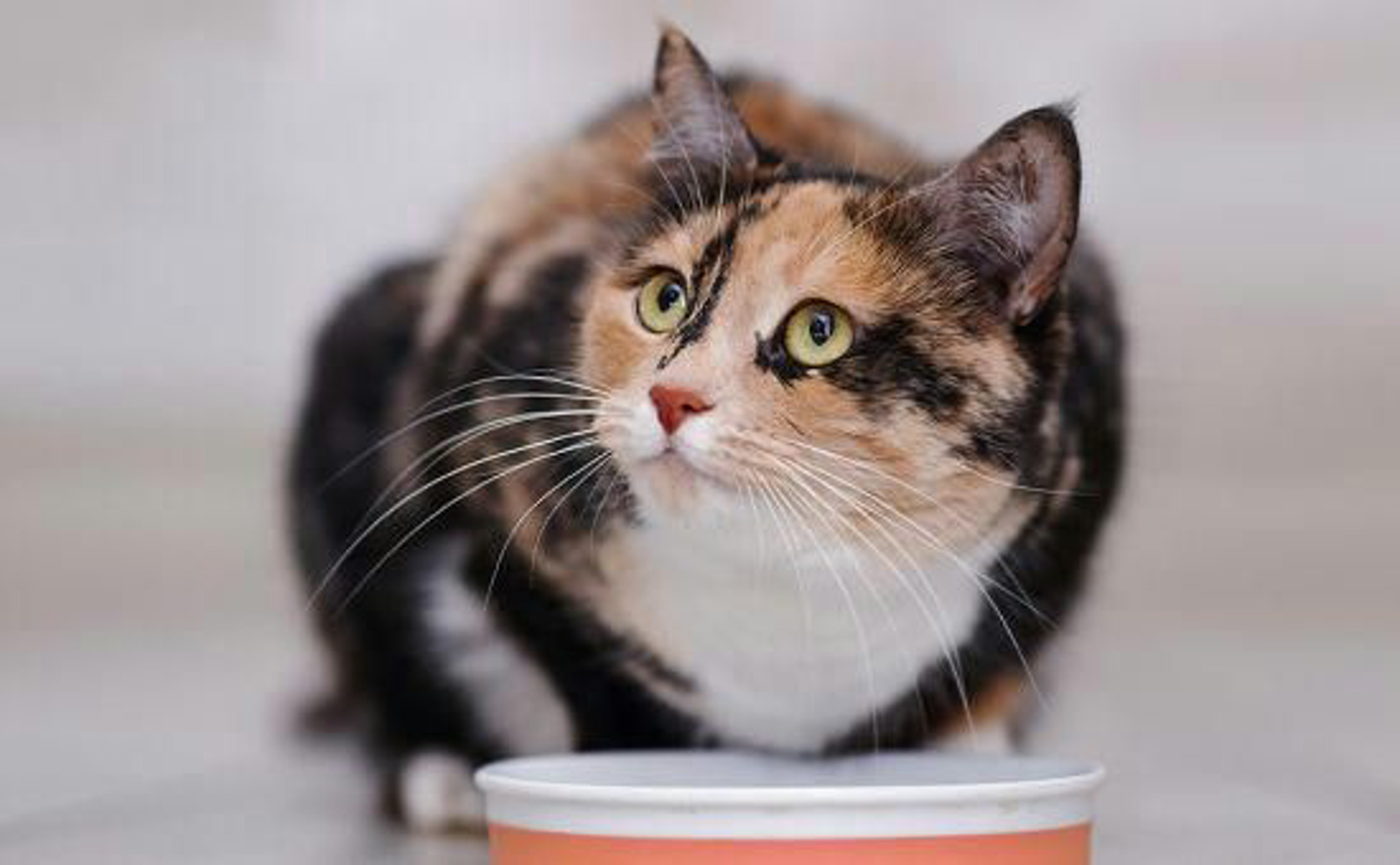 Katze_Rezepte_shutterstock_435505420_Beitragsbild2