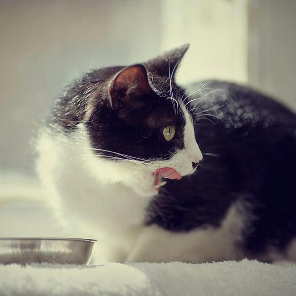 Katze Rezepte Shutterstock 489670669 Vorschaubild 600x600