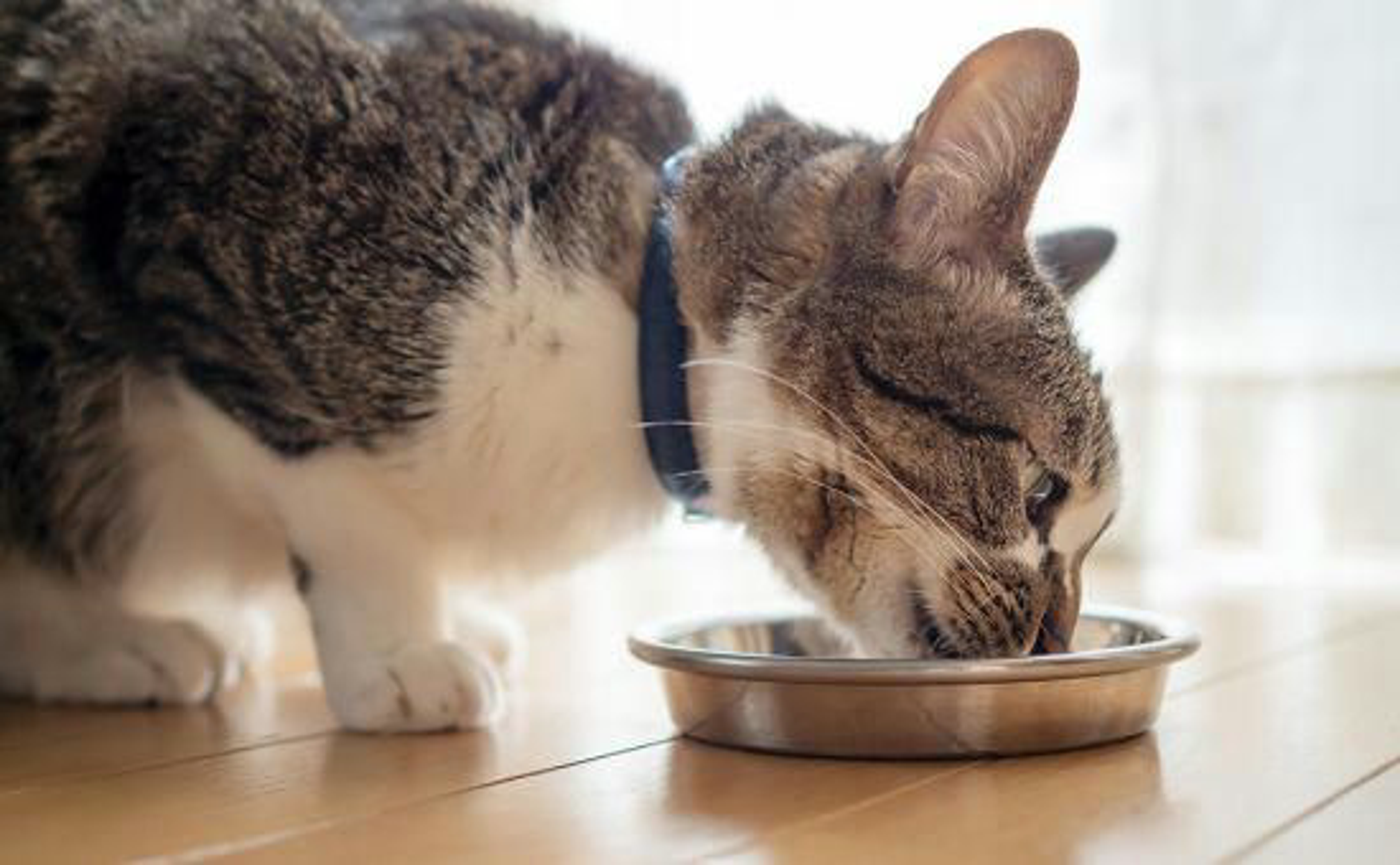 Katze_Rezepte_shutterstock_1672584505_Beitragsbild1