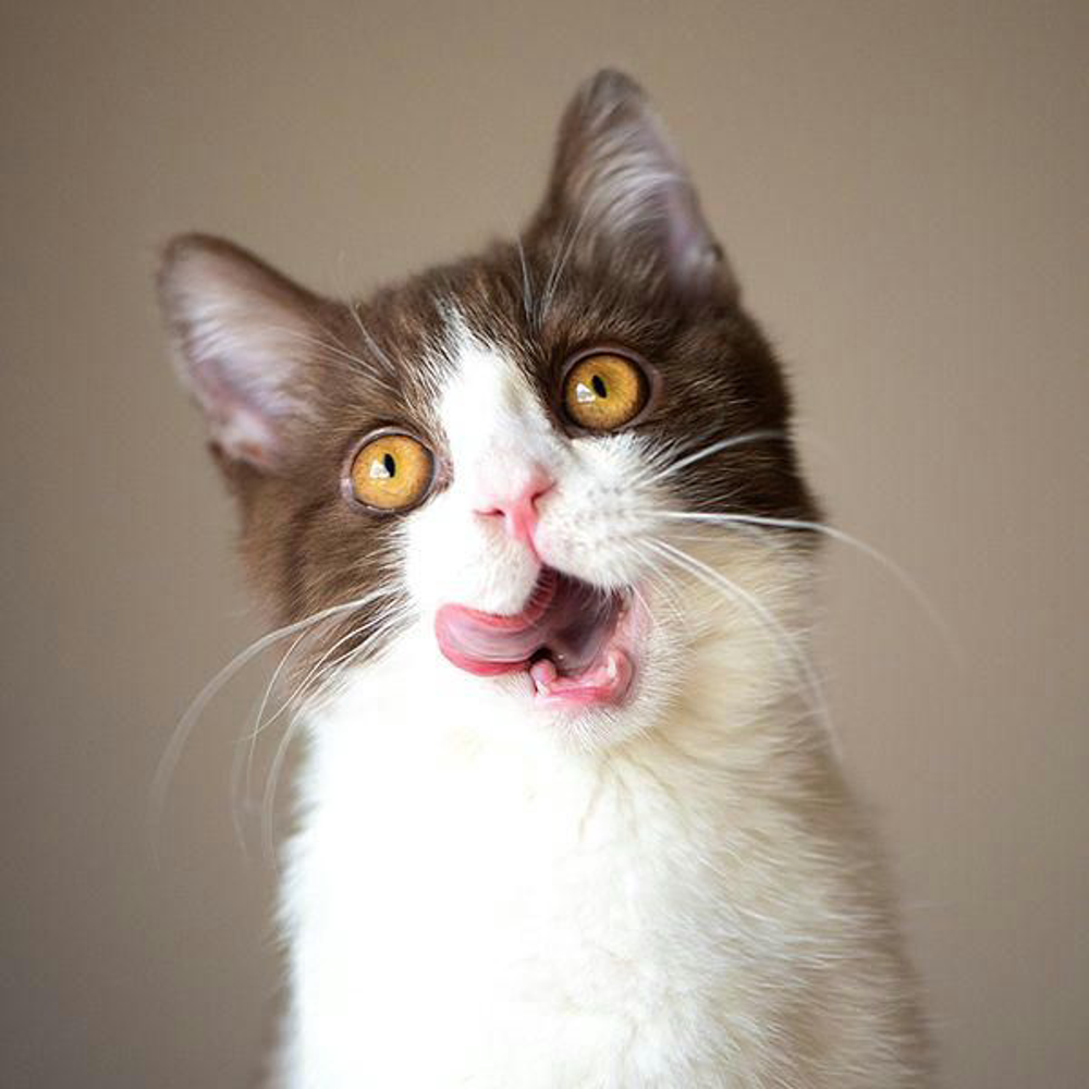 Katze Kekse Shutterstock 1618144564 Vorschaubild 600x600