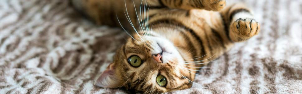 Katze Haare Entfernen Shutterstock 1020217147 Titelbild 1920x600