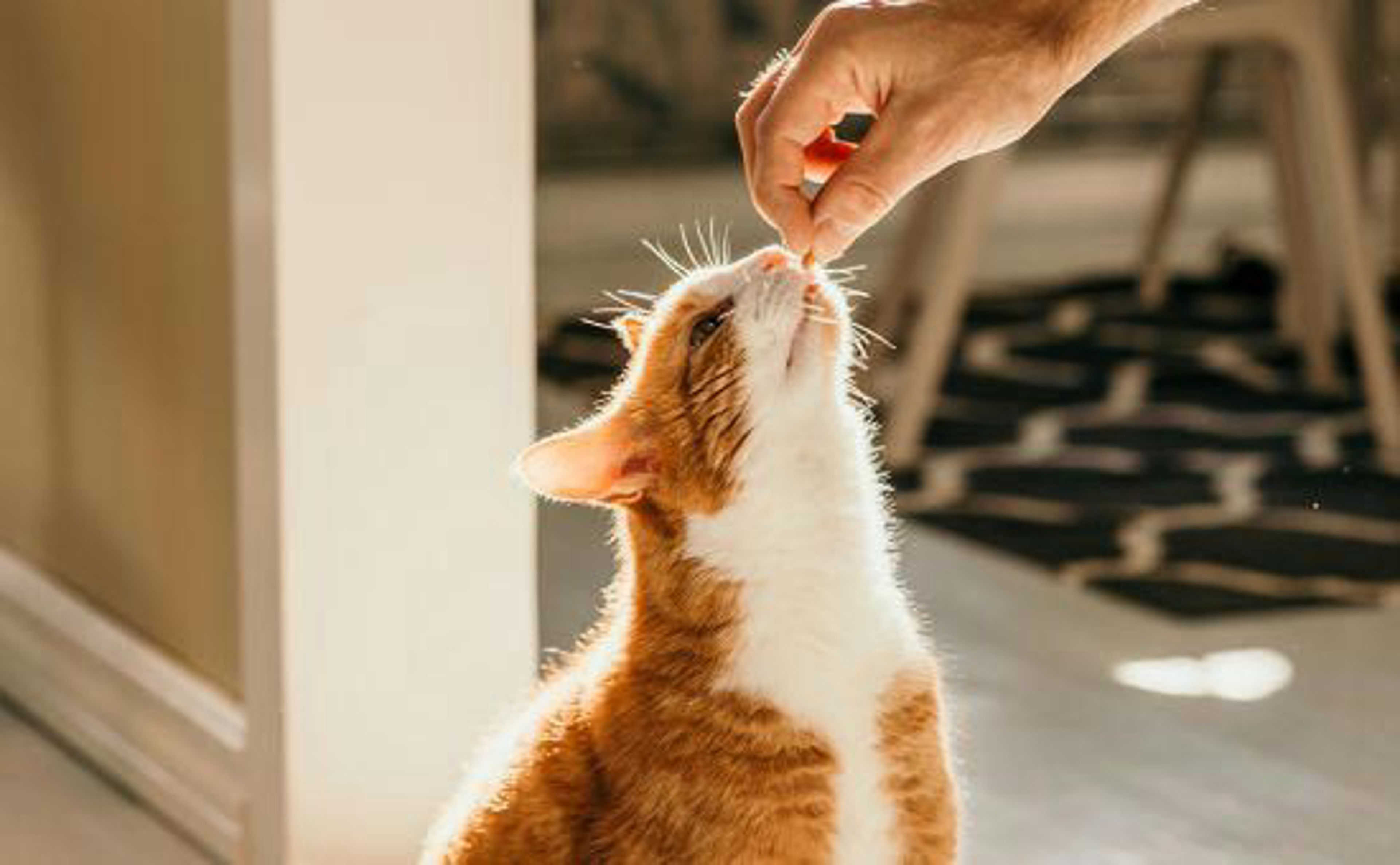 Rote Katze bekommt Leckerli