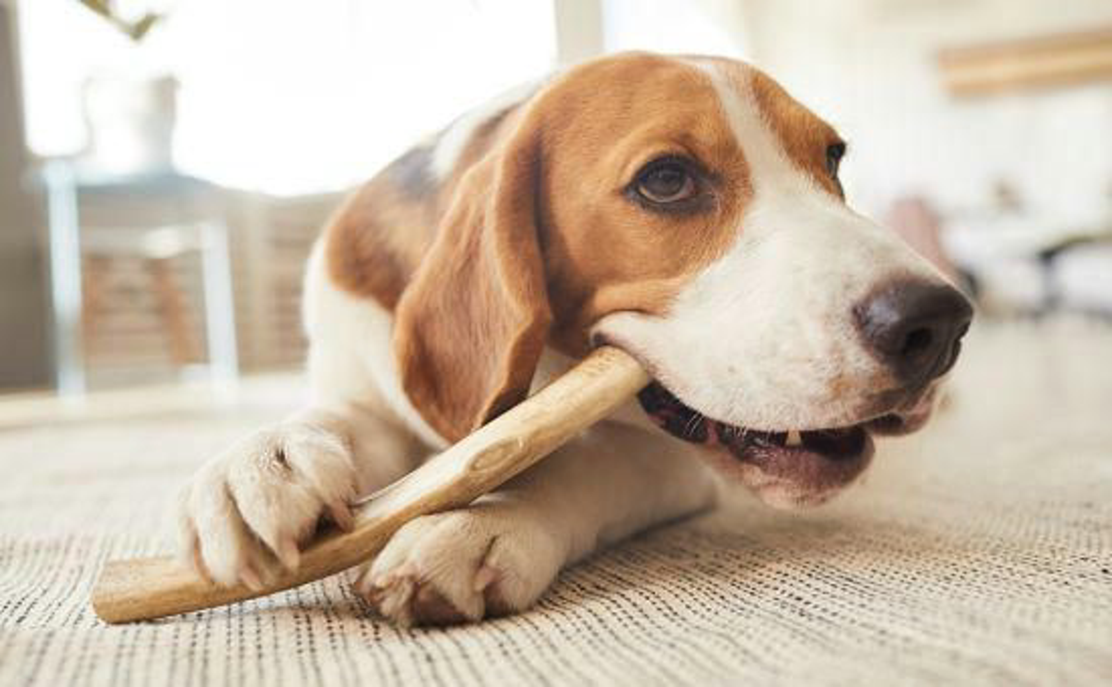 hund-zahnpflege-kauender-hund