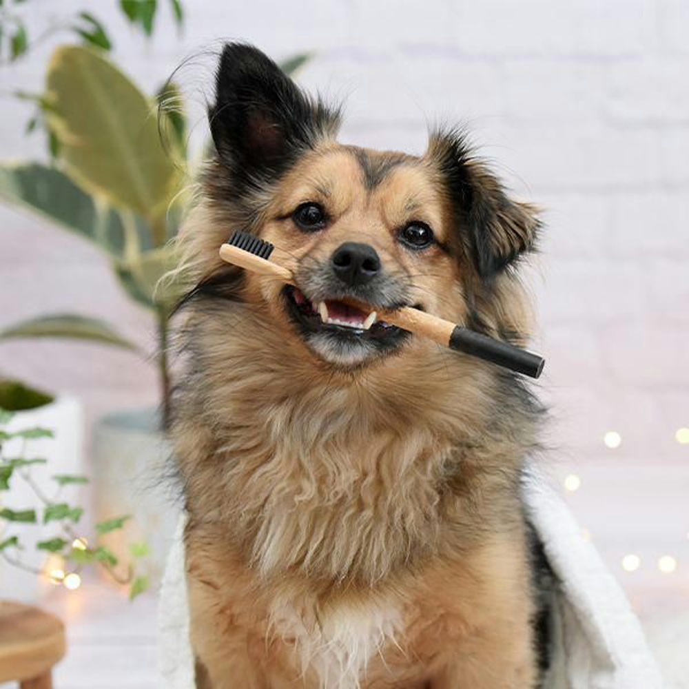 Hund Zahnpflege Buerste