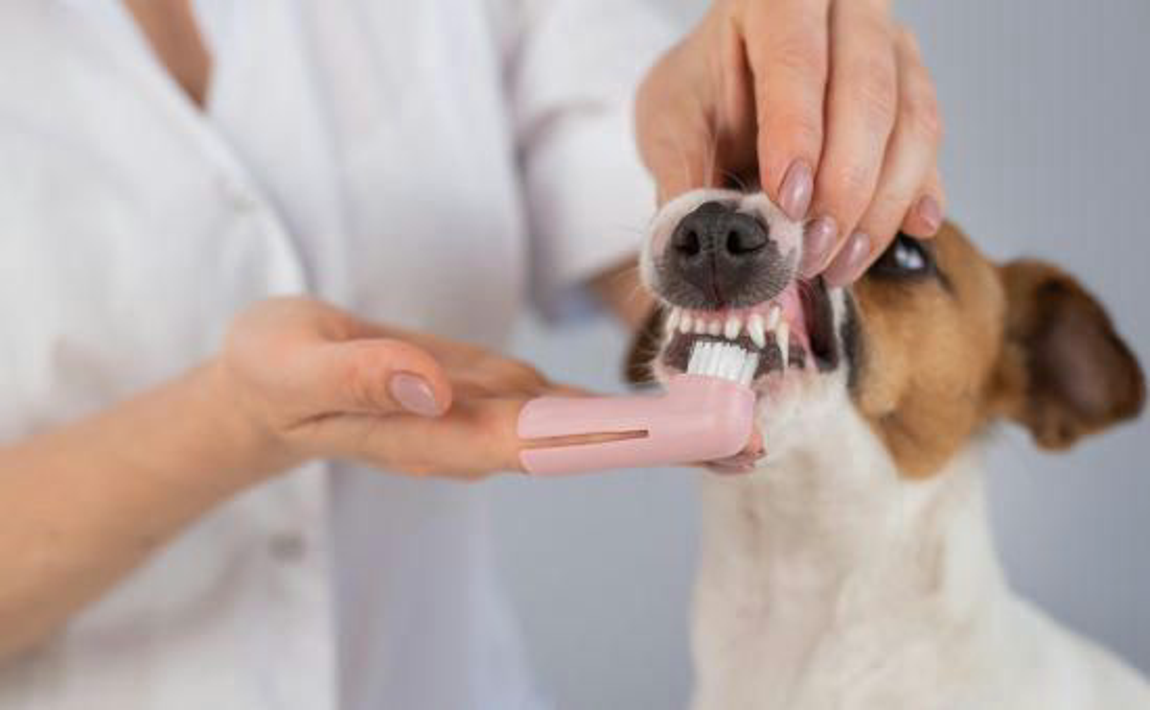 How to Brush Dog Teeth: Easy Tips for a Healthy Smile