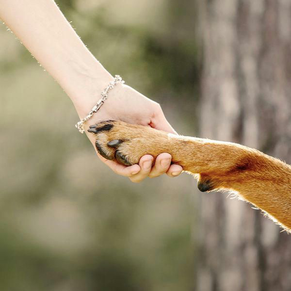Hund Bucketliste Shutterstock 552738886 Vorschaubild 600x600