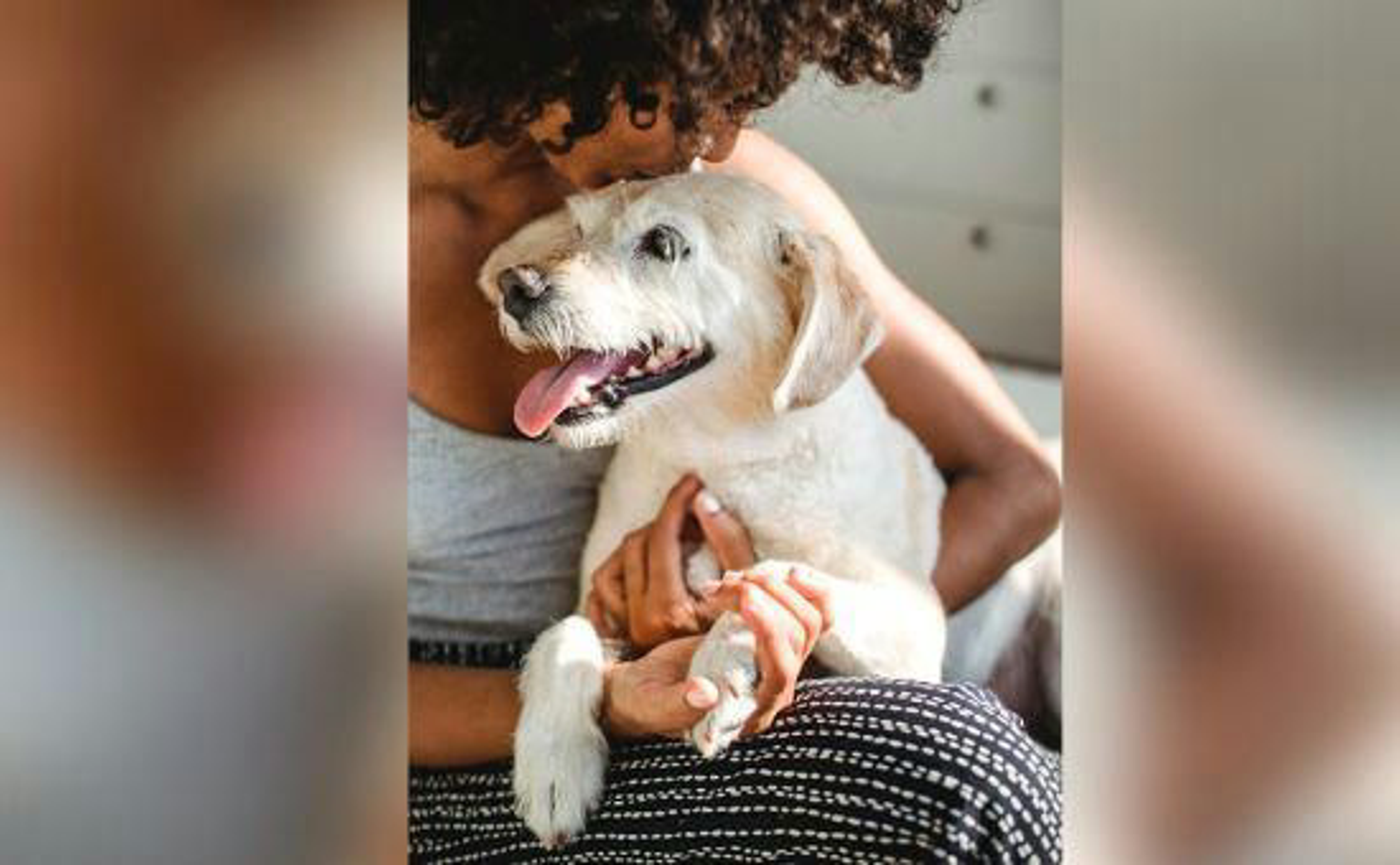 Hund_Bucketliste_pexels-samson-katt-5256115_Beitragsbild_970x600