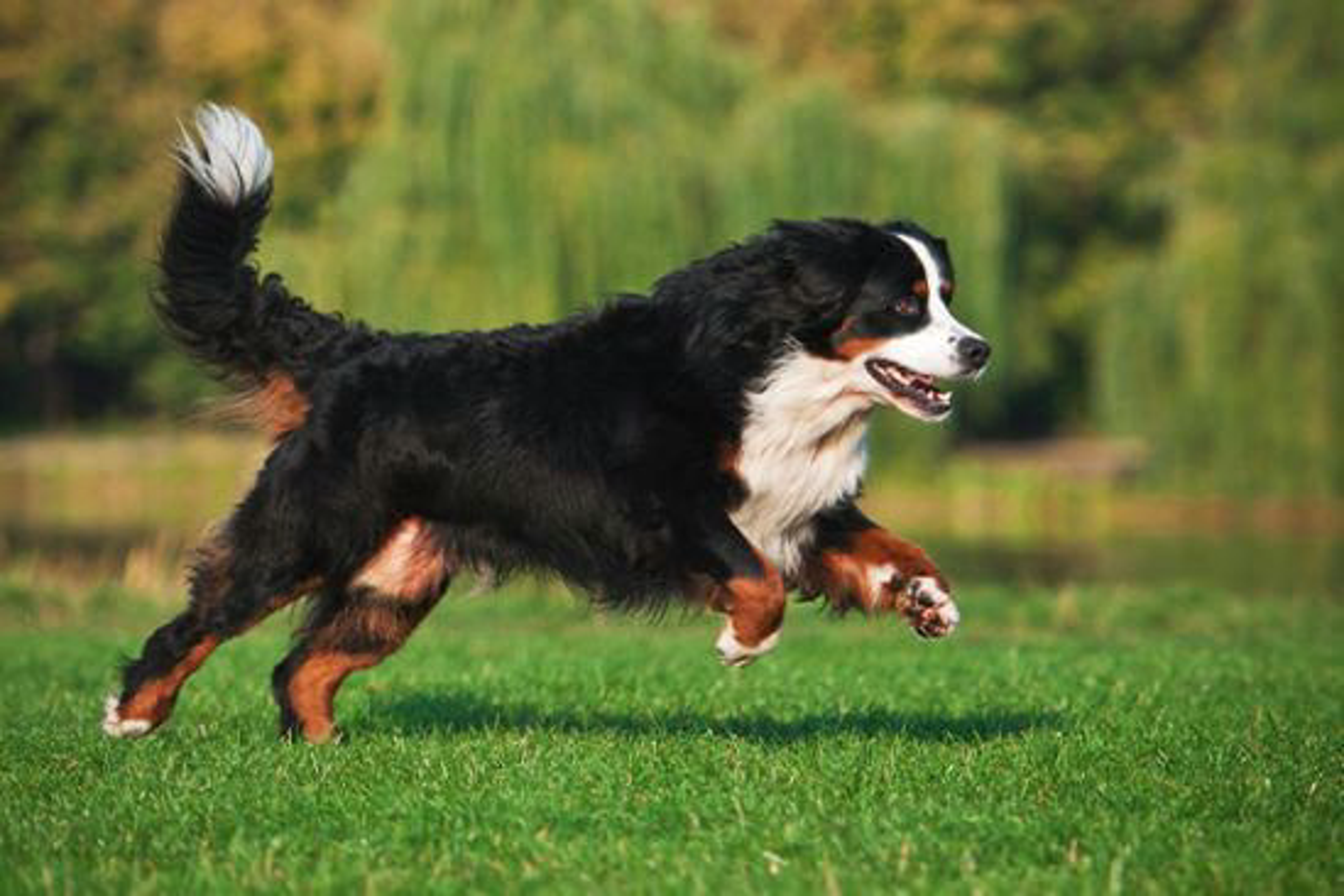 Hund_natuerliche_wurmkur_shutterstock_231364483_Beitragsbild3