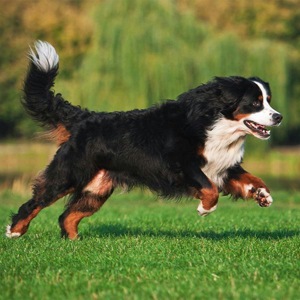 Hund Natuerliche Wurmkur Shutterstock 231364483 Vorschaubild
