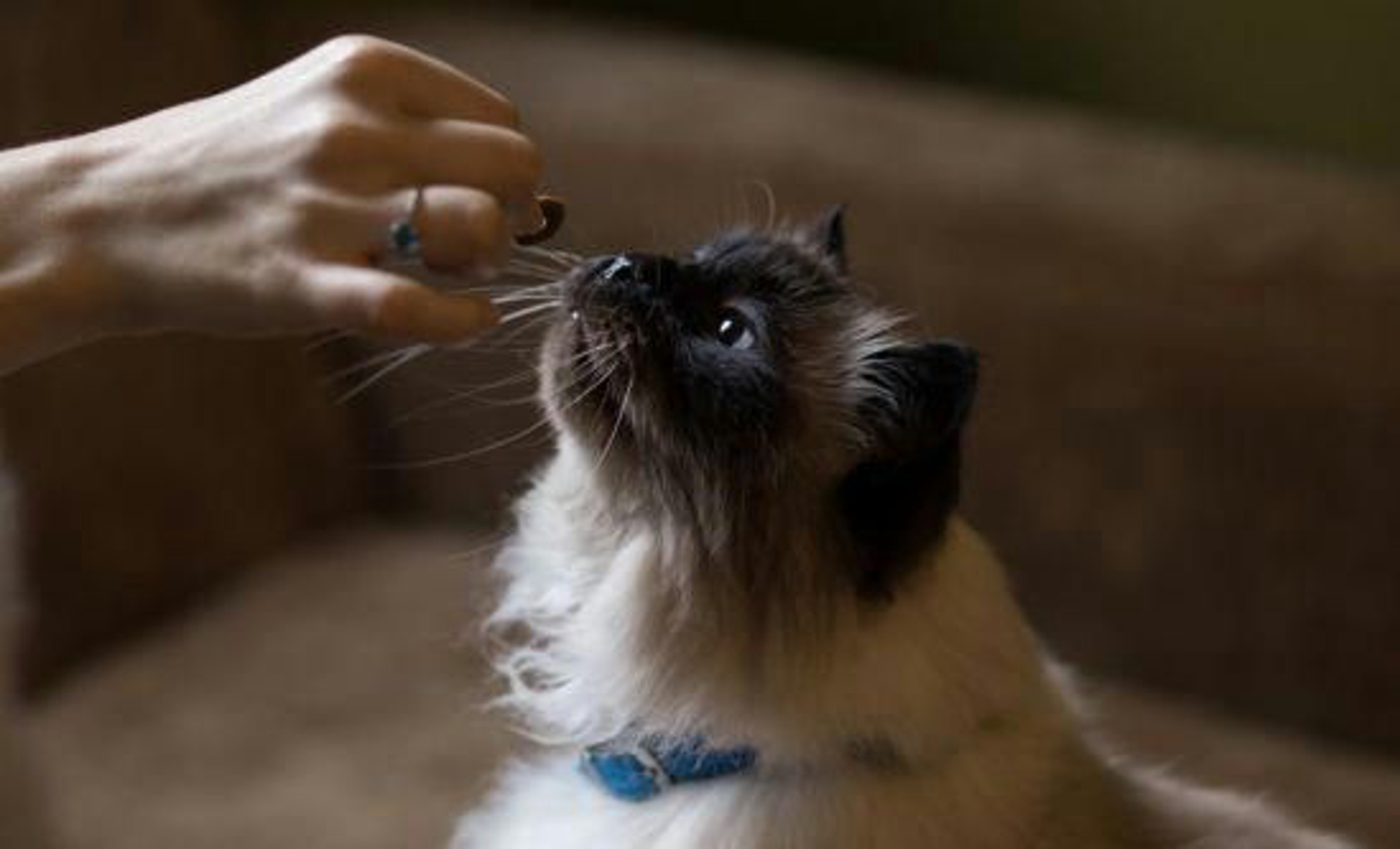 katze-mischfuetterung-titelbild