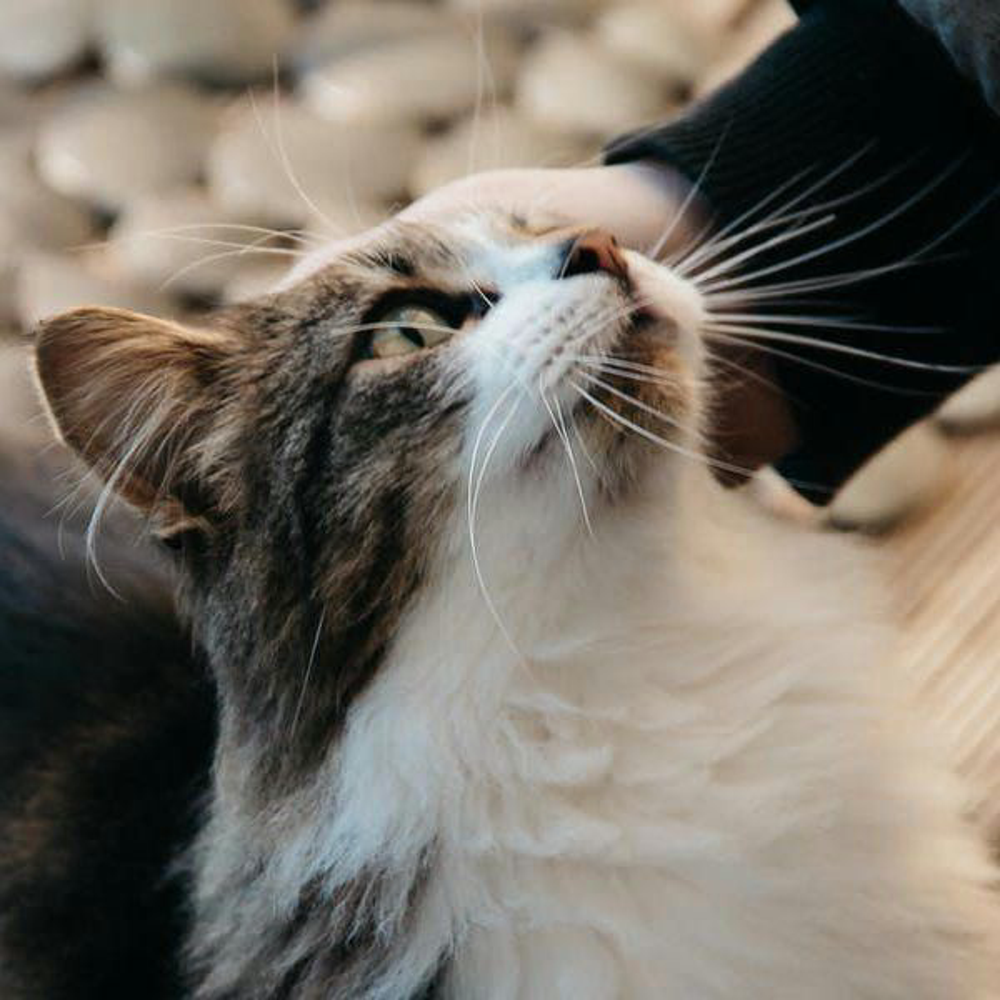 Beitragsbild Mischfuetterung Katze