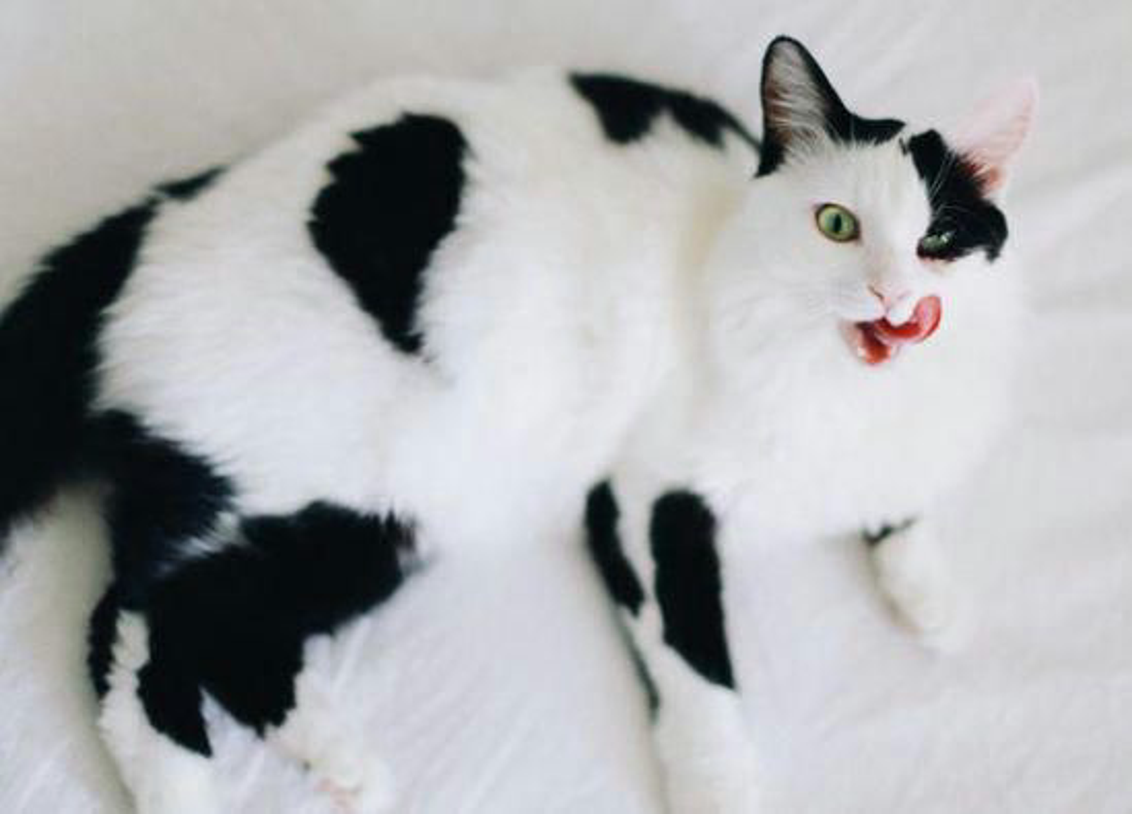 mischfuetterung-katze-sw