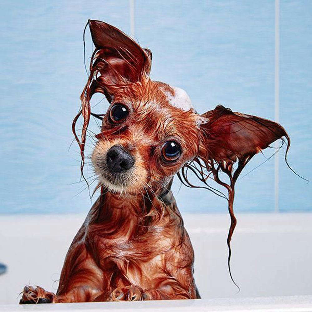 Hund Shampoo Shutterstock 1708265341 Vorschaubild 600x600