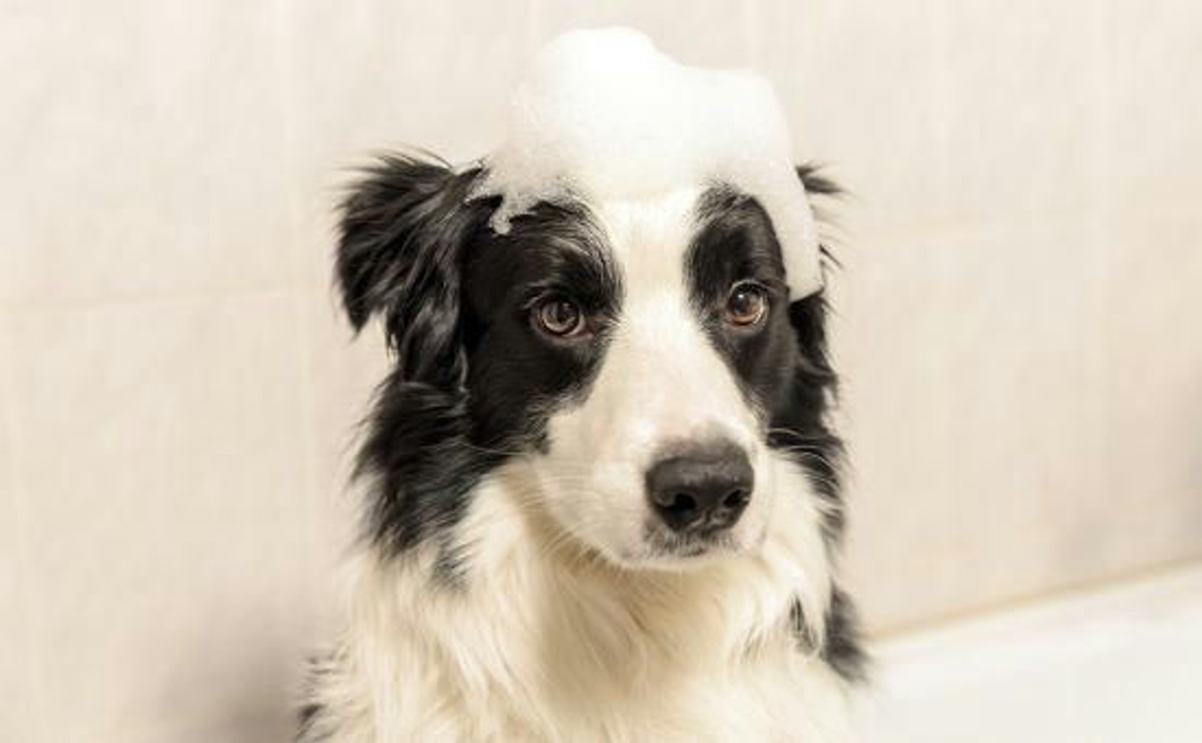 Hund_Shampoo_shutterstock_1924554797_Beitragsbild_970x600