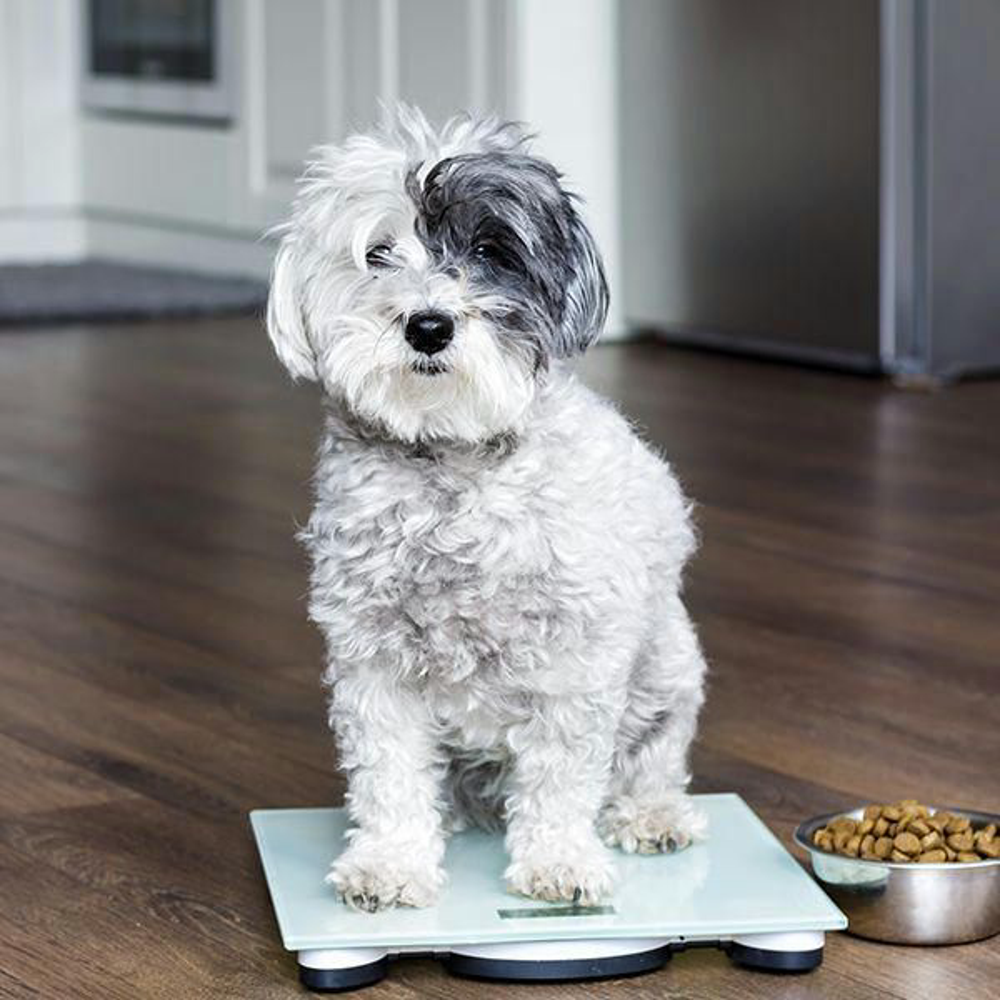 Hund Zu Duenn Shutterstock 534550039 Vorschaubild