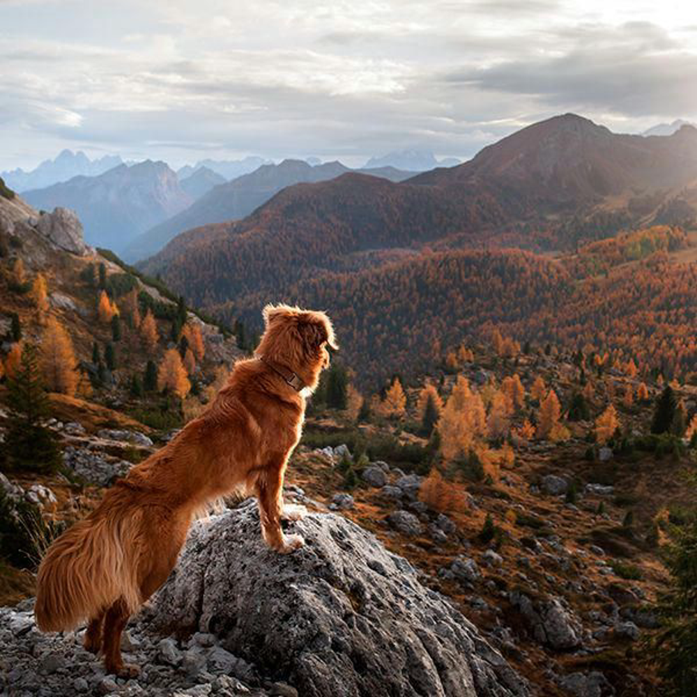 Hund Wandern Shutterstock 1773313148 Vorschaubild 600x600