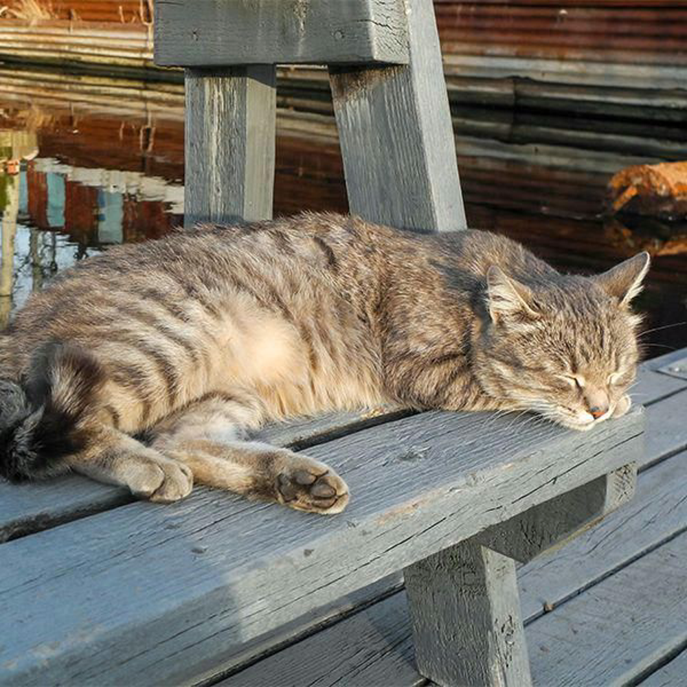 Katze Abkuehlung Shutterstock 1902108286 Vorschaubild 600x600
