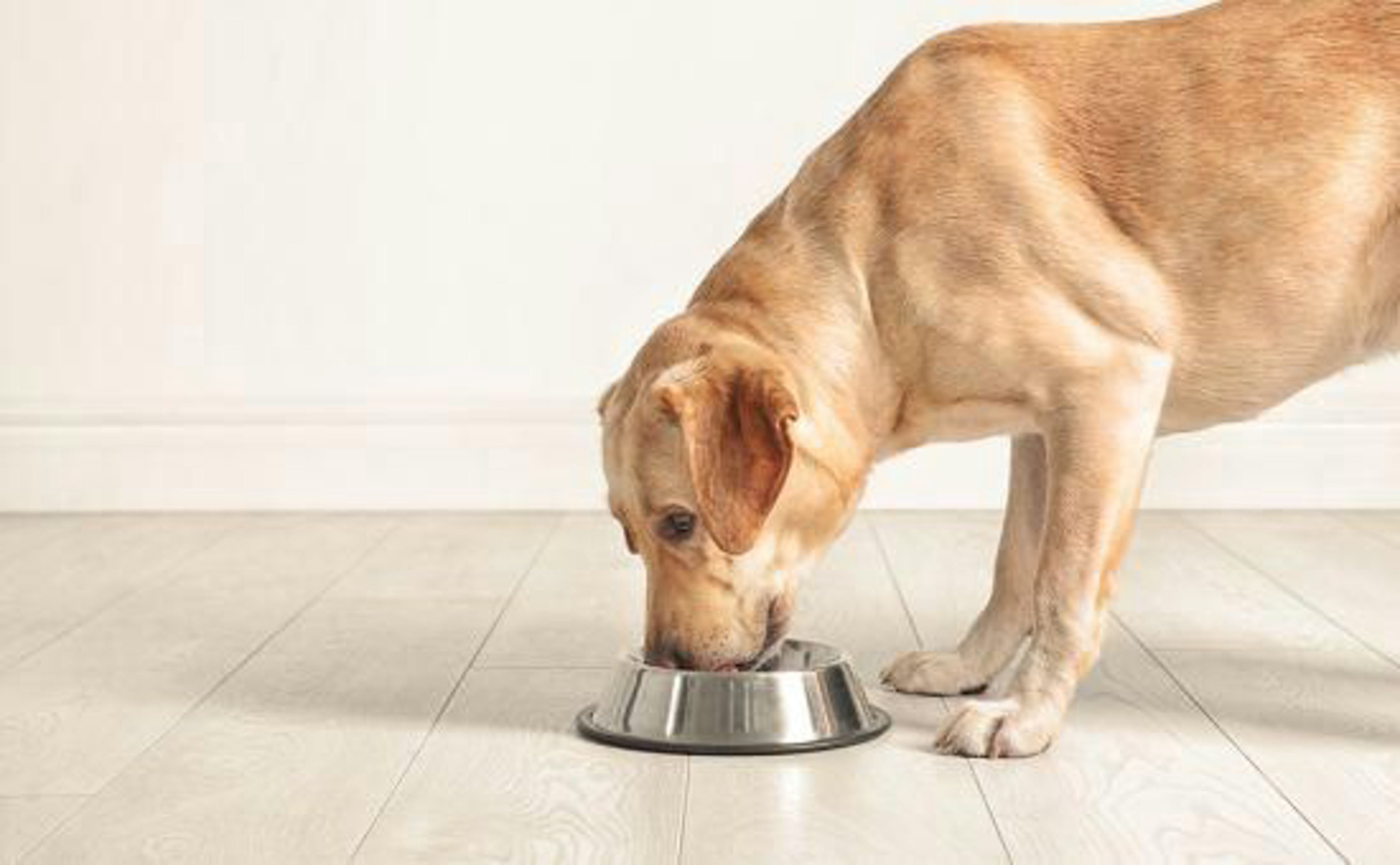 Hund_Blaehungen_shutterstock_744340114_Beitragsbild3